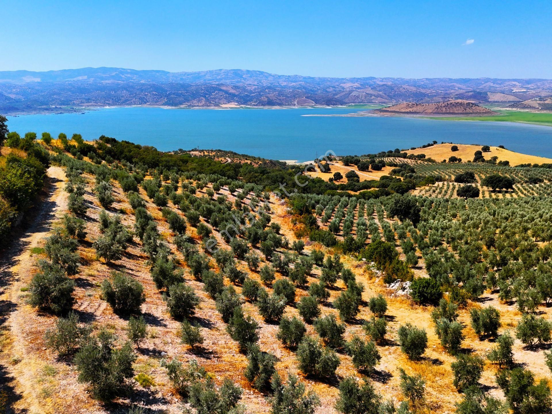 Salihli'de Satılık Baraj Manzaralı 65587 M2 Zeytinlik (video) - Görsel 24