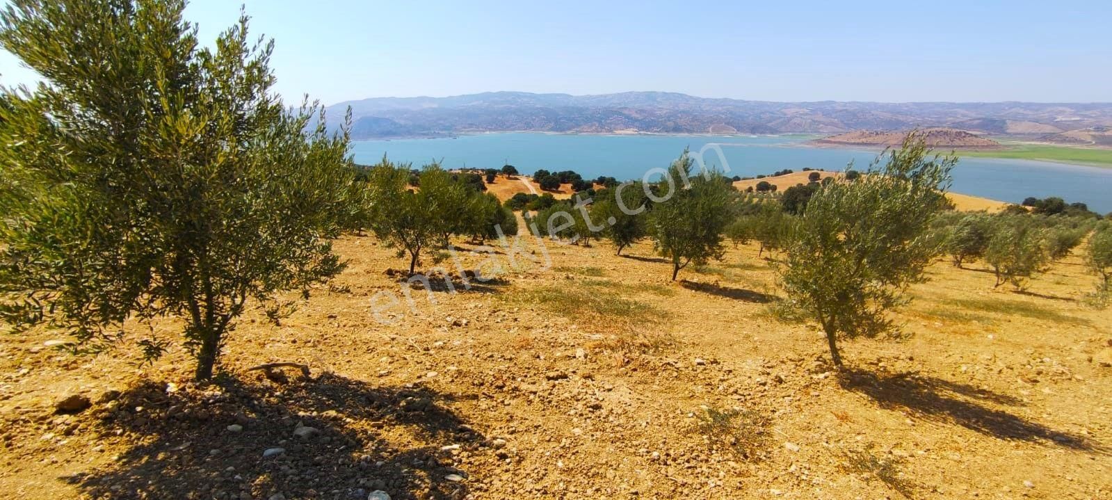 Salihli'de Satılık Baraj Manzaralı 65587 M2 Zeytinlik (video) - Görsel 33