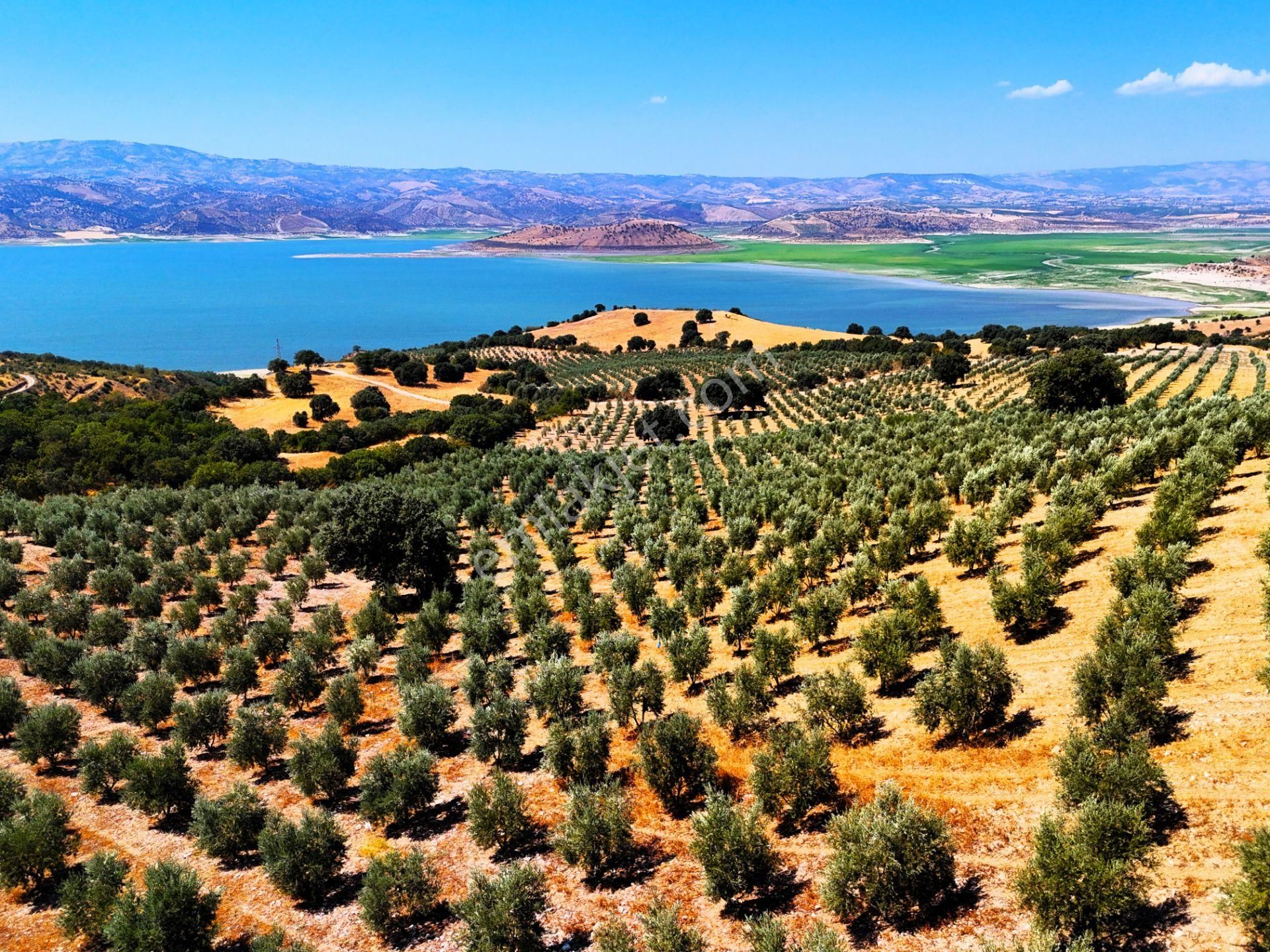 Salihli'de Satılık Baraj Manzaralı 65587 M2 Zeytinlik (video) - Görsel 26