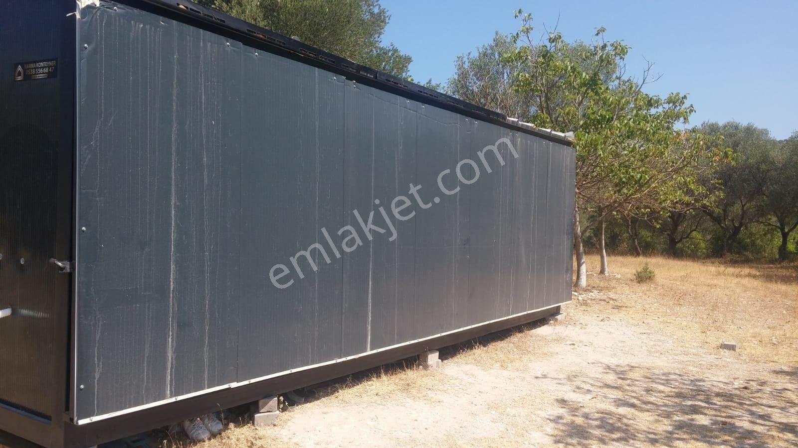 Deniz Manzaralı Satılık Zeytinlik