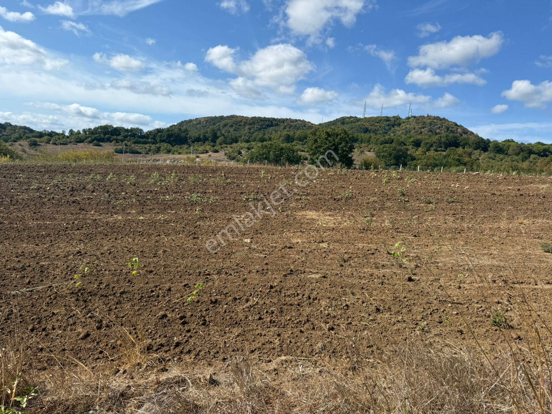 Kandıra'da 13 Dönüm Arazi; Kahvaltı Salonu, Sera Ve Ahırları Olan Fırsat Çiftlik - Görsel 15