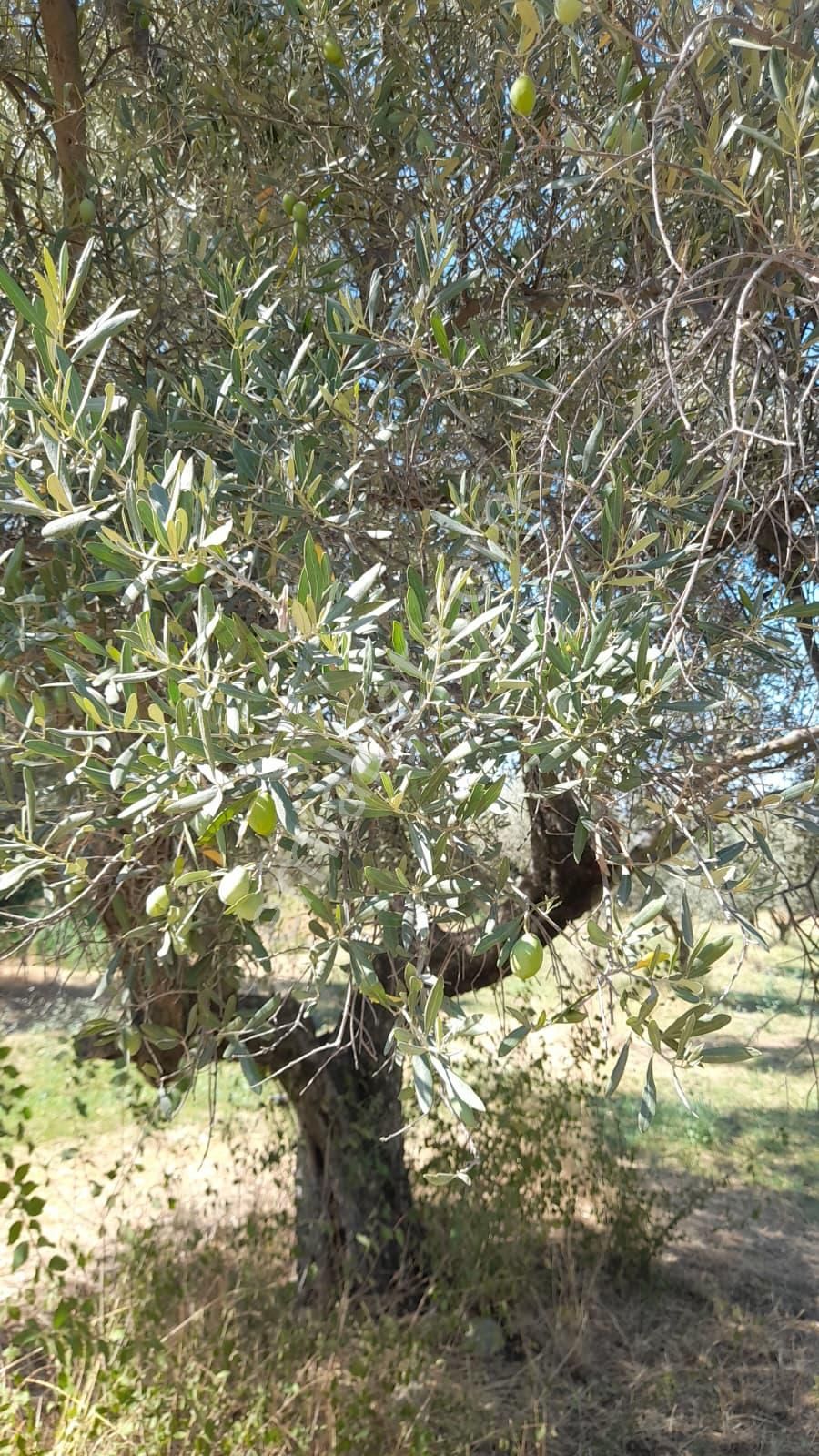 Yatırımlık Zeytin Bahçesi - Görsel 11