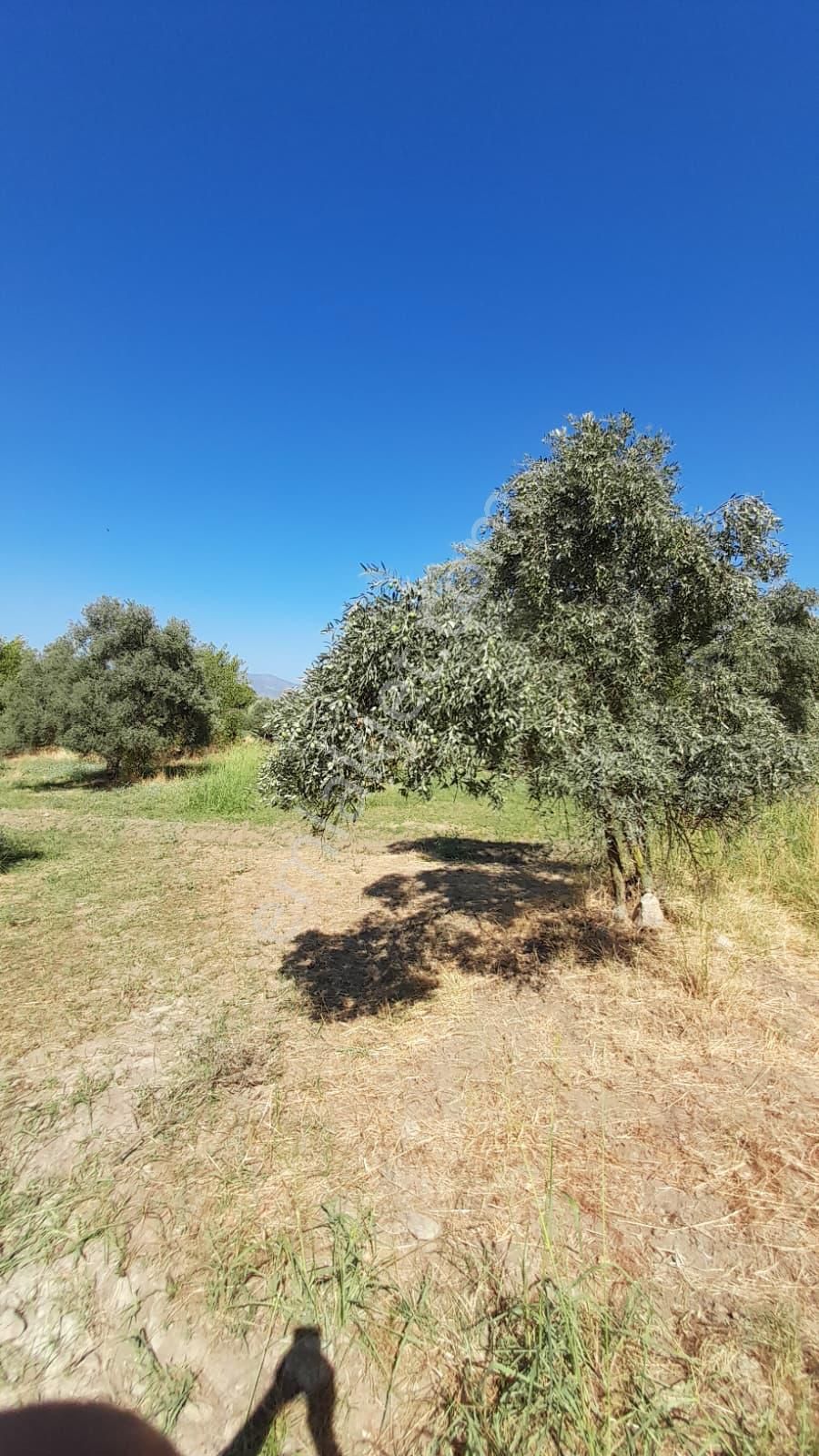 Yatırımlık Zeytin Bahçesi - Görsel 10
