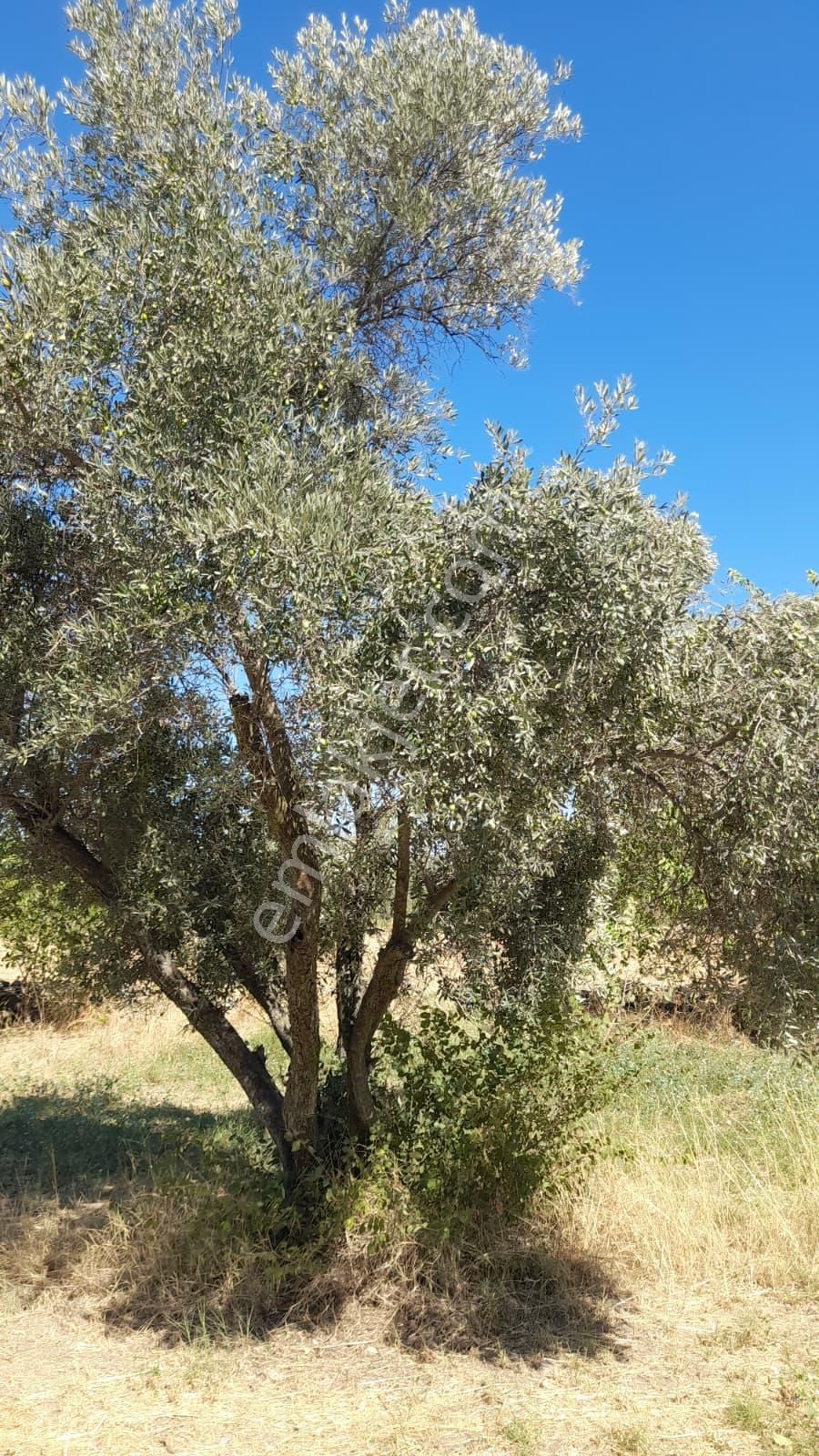 Yatırımlık Zeytin Bahçesi - Görsel 3