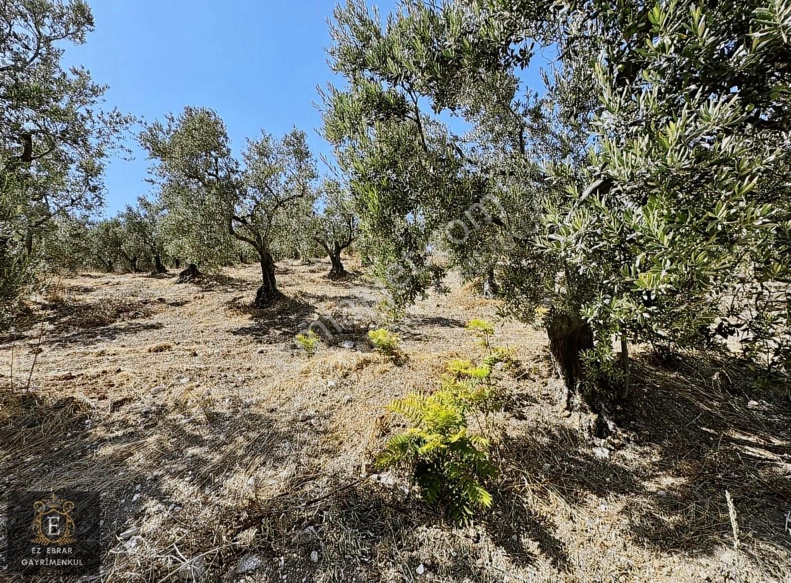 Mudanya Çepni'de 2500 M2, Yatırımlık Arazi - Görsel 18