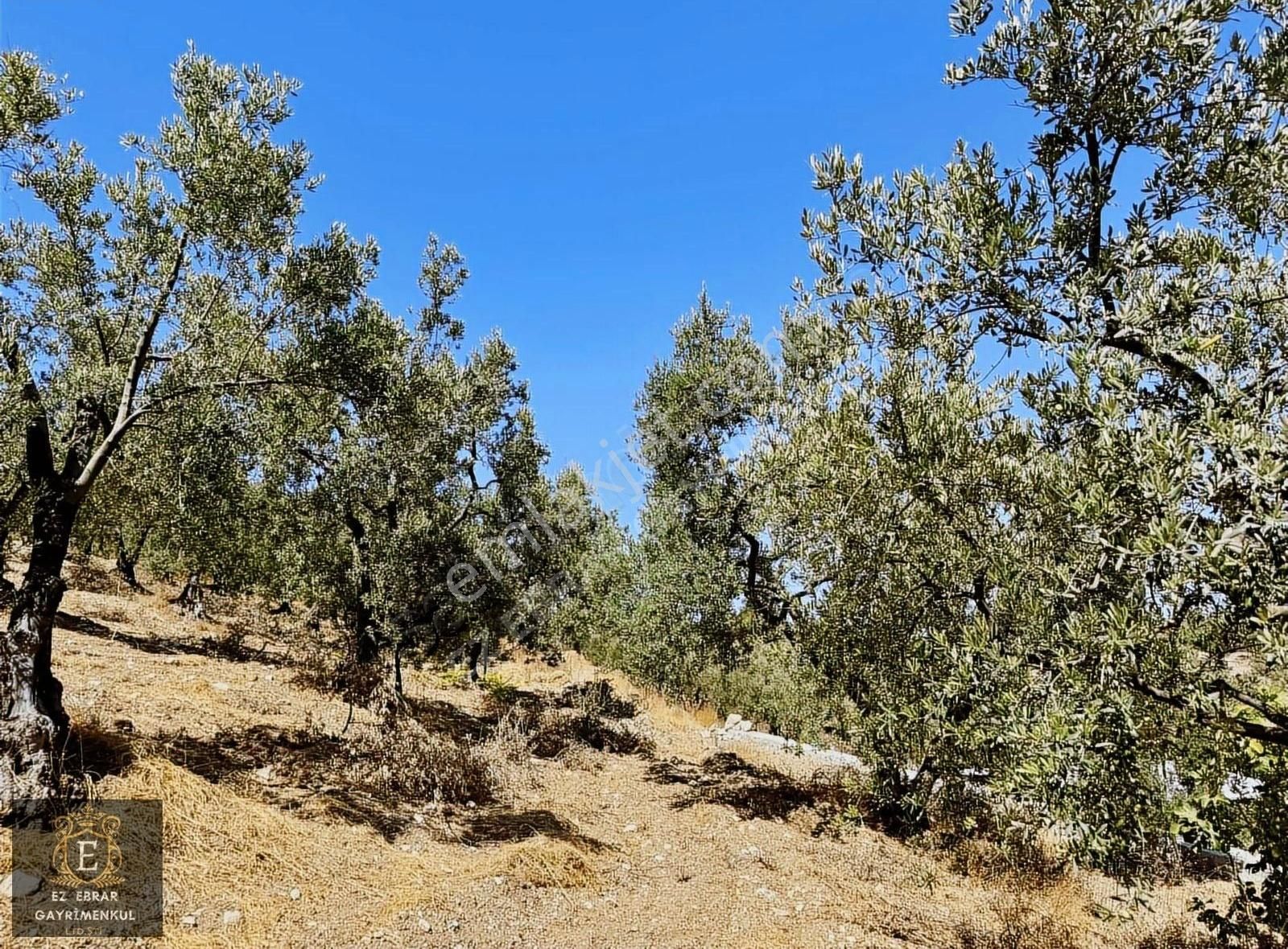 Mudanya Çepni'de 2500 M2, Yatırımlık Arazi - Görsel 24