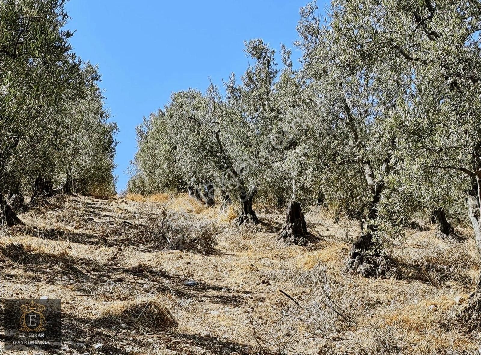 Mudanya Çepni'de 2500 M2, Yatırımlık Arazi - Görsel 15