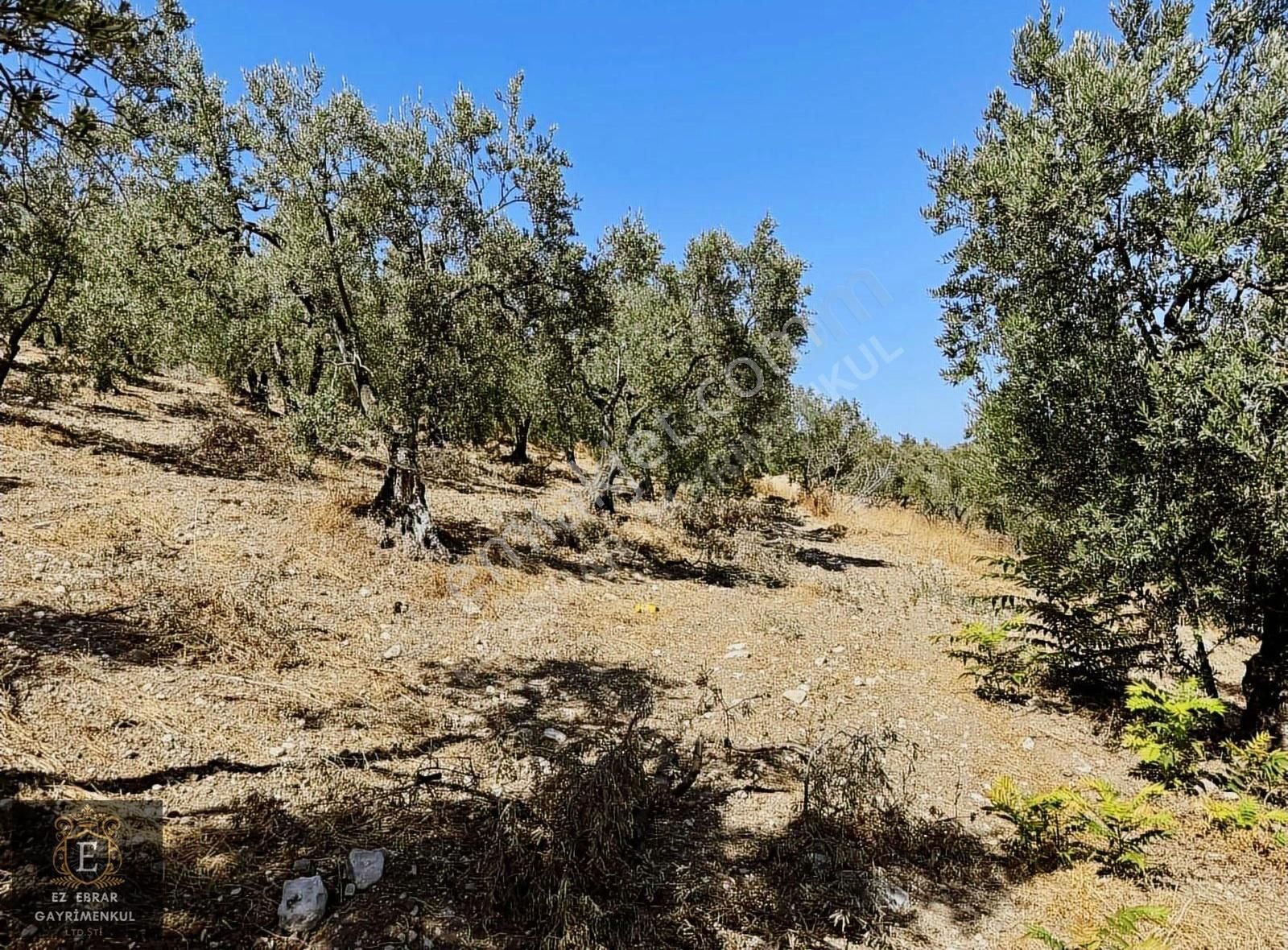 Mudanya Çepni'de 2500 M2, Yatırımlık Arazi - Görsel 8