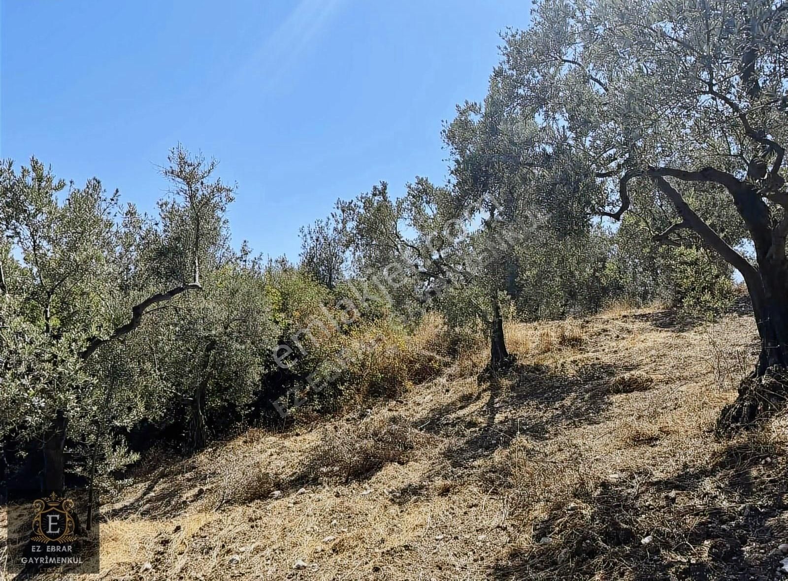 Mudanya Çepni'de 2500 M2, Yatırımlık Arazi - Görsel 2