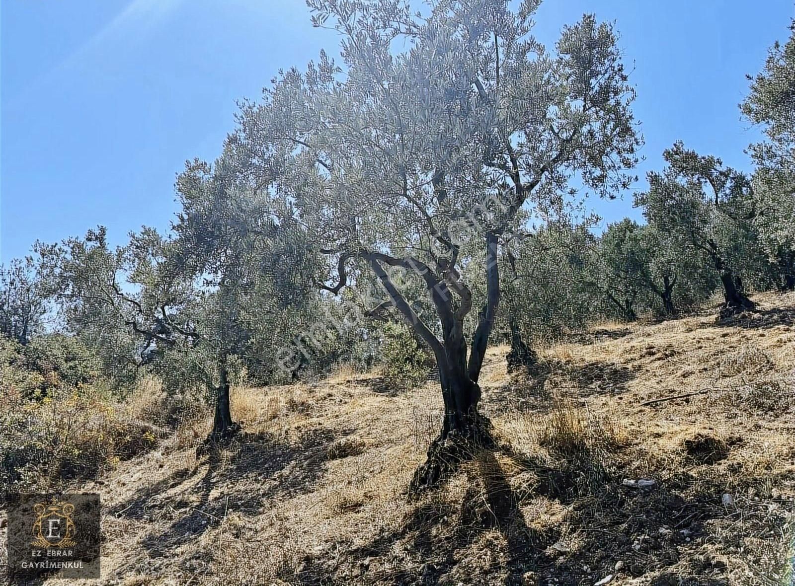 Mudanya Çepni'de 2500 M2, Yatırımlık Arazi - Görsel 28