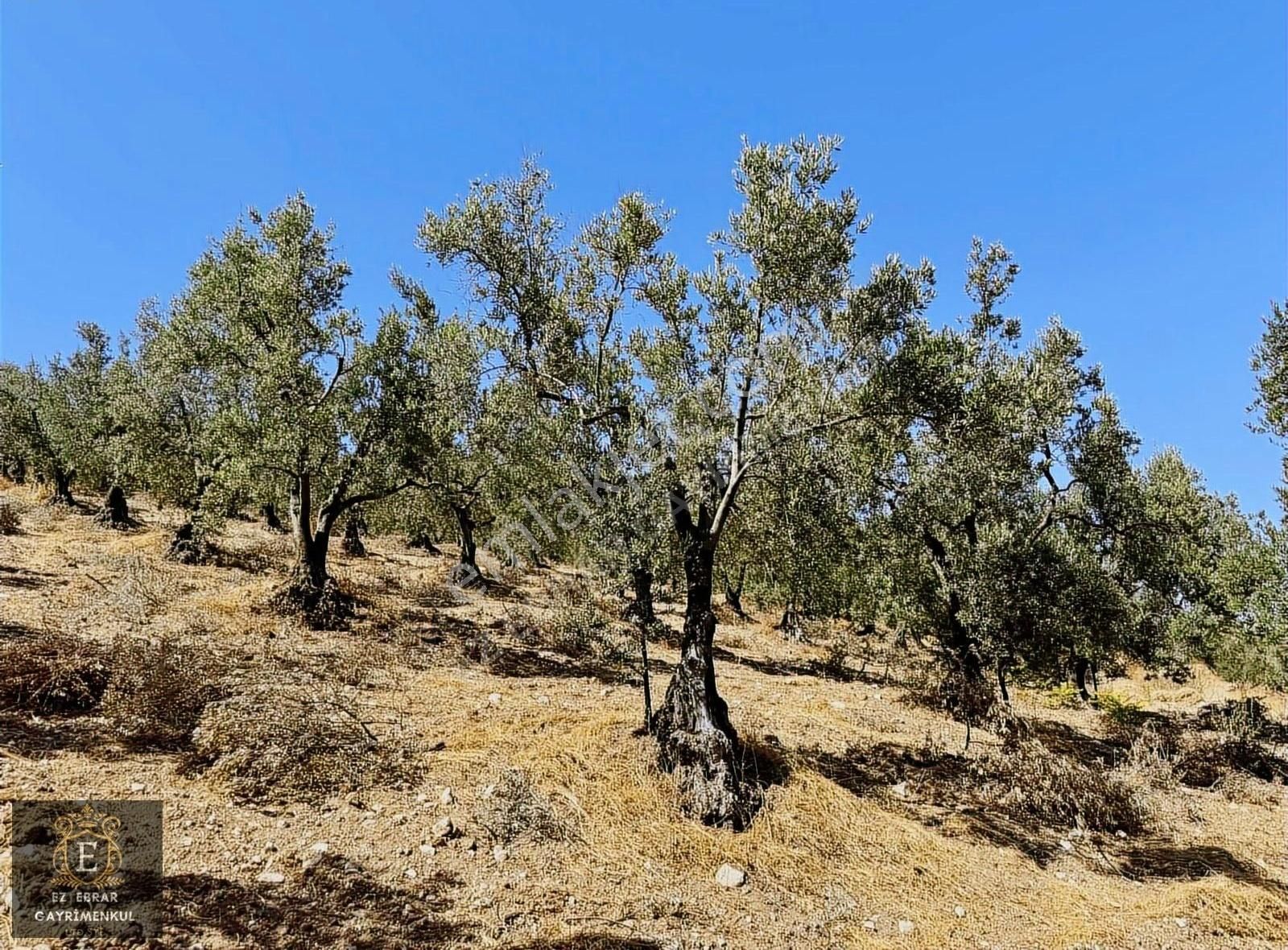 Mudanya Çepni'de 2500 M2, Yatırımlık Arazi - Görsel 19