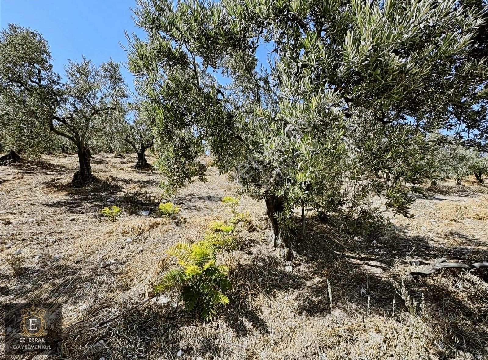 Mudanya Çepni'de 2500 M2, Yatırımlık Arazi - Görsel 30