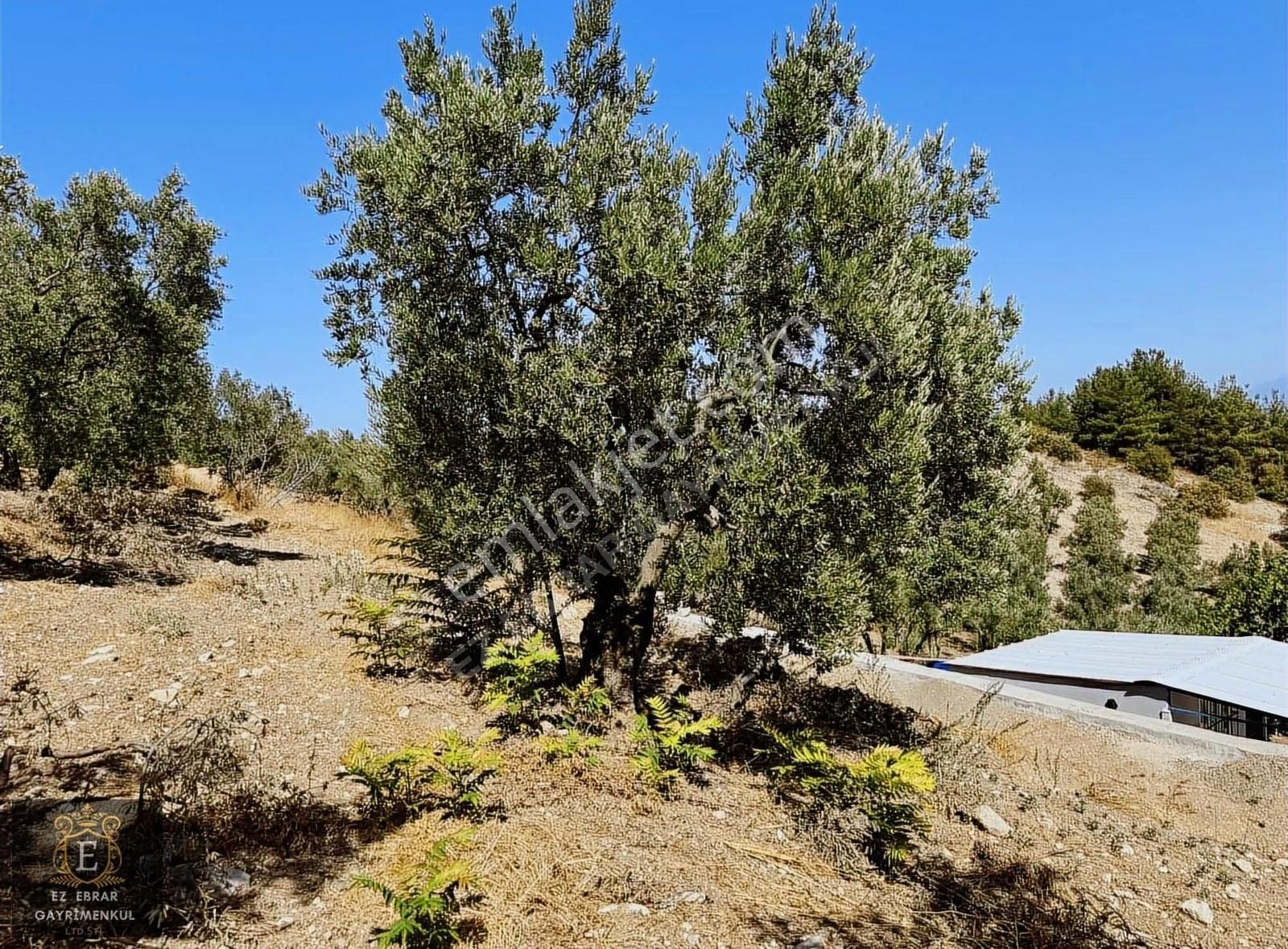 Mudanya Çepni'de 2500 M2, Yatırımlık Arazi - Görsel 17