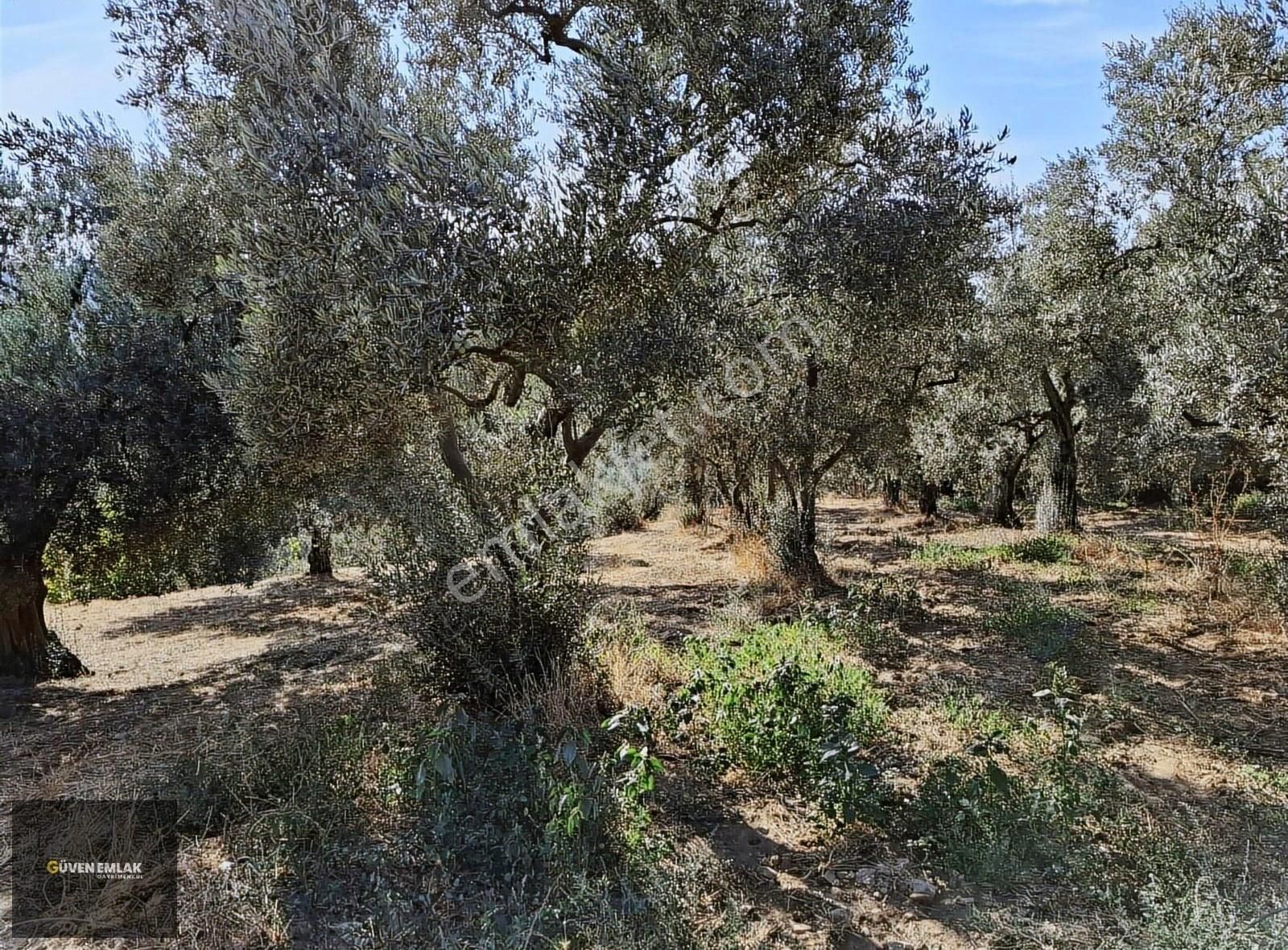 İznik Derbent Mah.satılık Göl Manzaralı Zeytinlik.