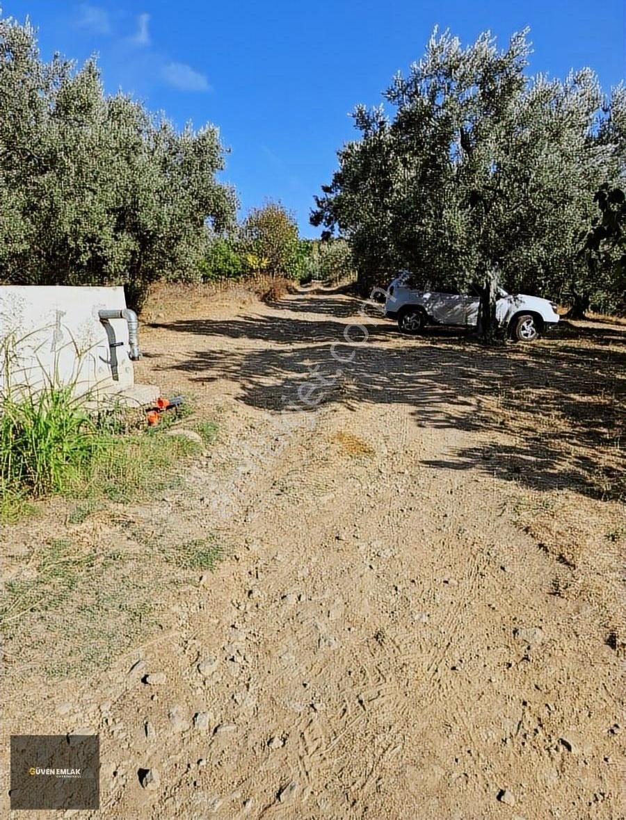 İznik Derbent Mah.satılık Göl Manzaralı Zeytinlik. - Görsel 11