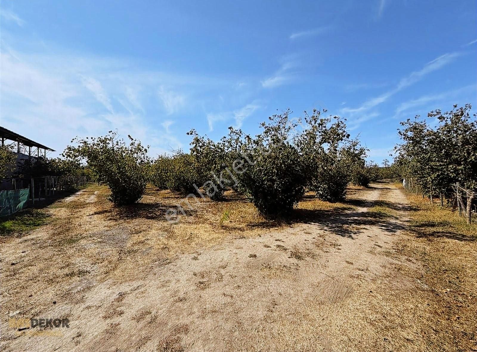 Başdekor Gayrimenkul'den Satılık 13.772 M2 Fındık Bahçesi - Görsel 16