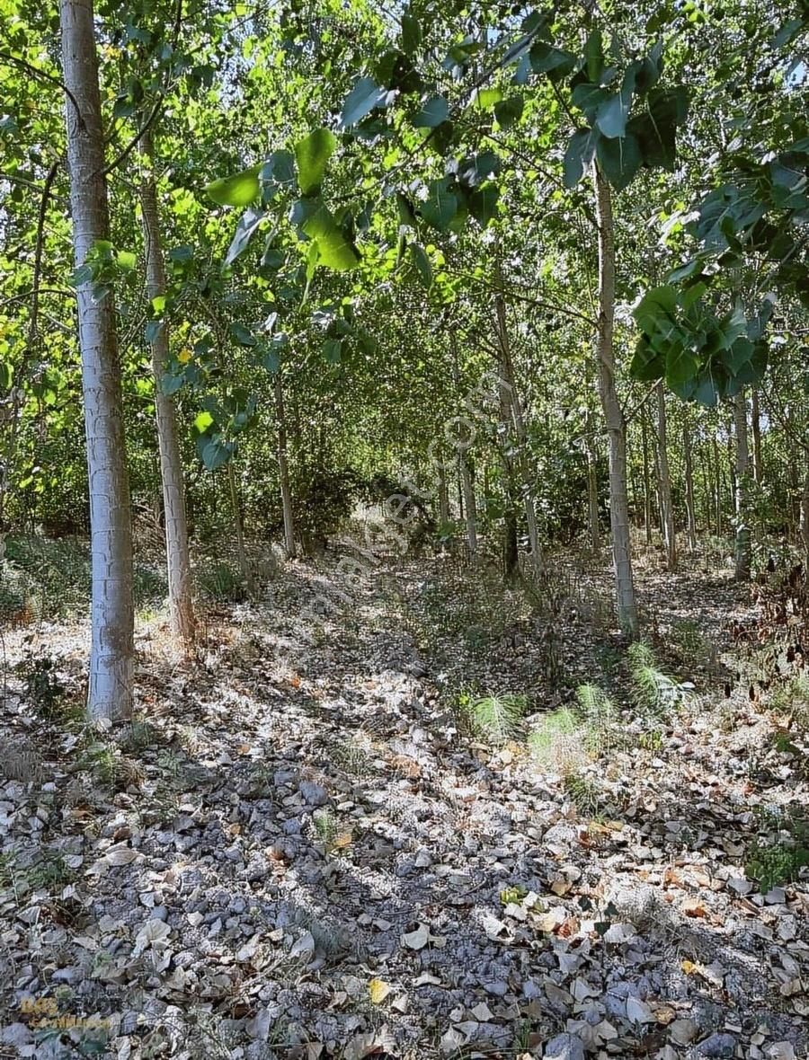 Başdekor Gayrimenkul'den Satılık 13.772 M2 Fındık Bahçesi - Görsel 12