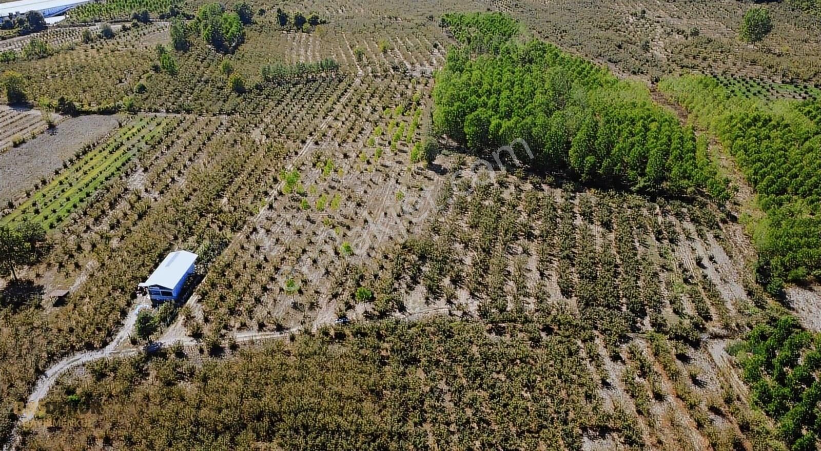 Başdekor Gayrimenkul'den Satılık 6.614 M2 Kavaklık - Görsel 4