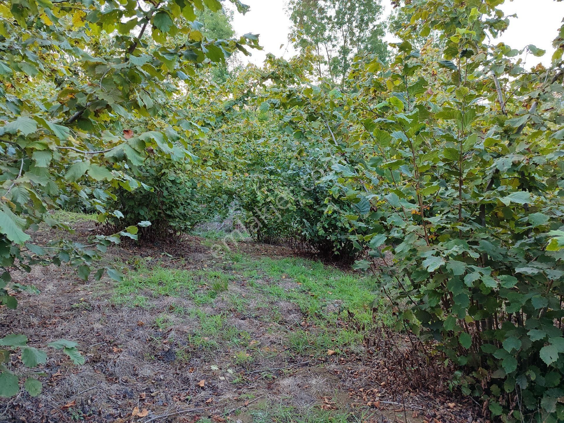 Kandıra Kocakaymazda Yatırımlık Tarla - Görsel 7