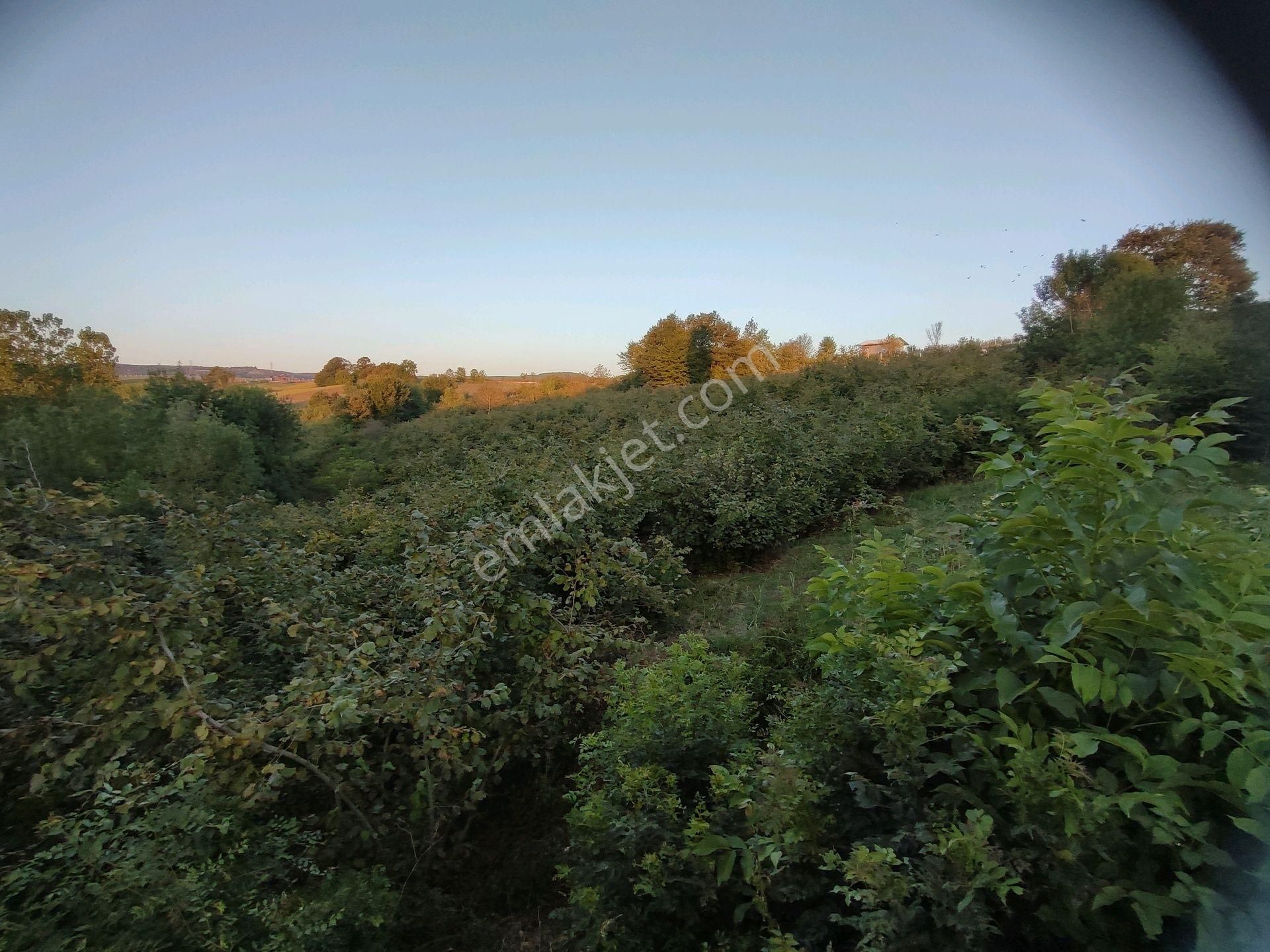 Kandıra Kocakaymazda Yatırımlık Tarla - Görsel 3