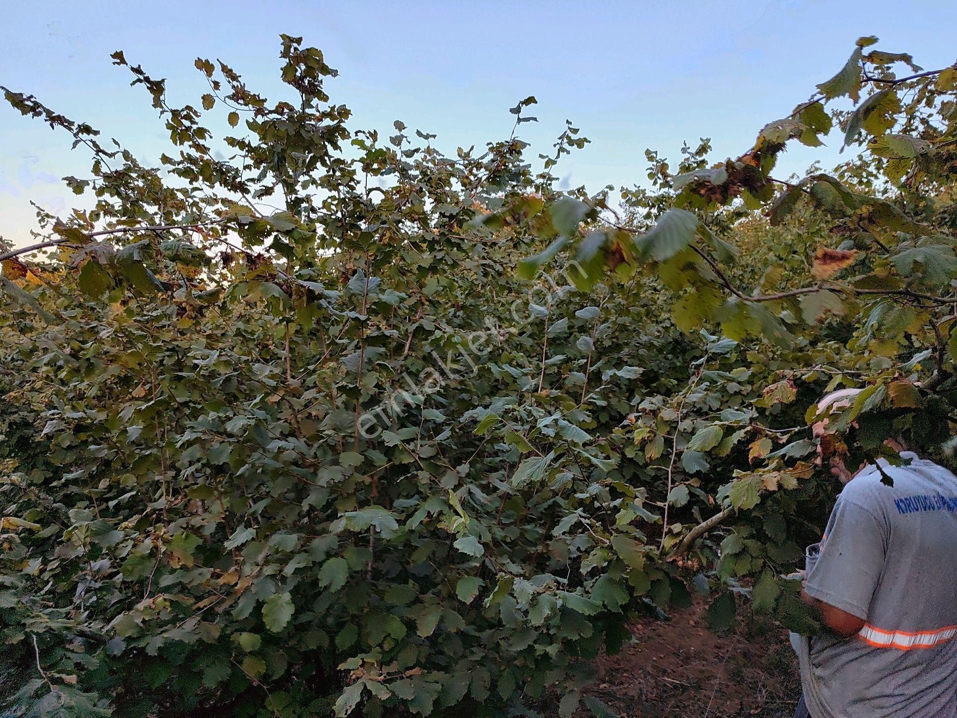 Kandıra Kocakaymazda Yatırımlık Tarla - Görsel 5