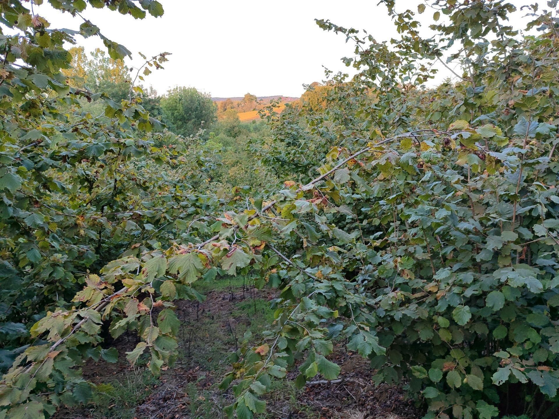 Kandıra Kocakaymazda Yatırımlık Tarla - Görsel 6