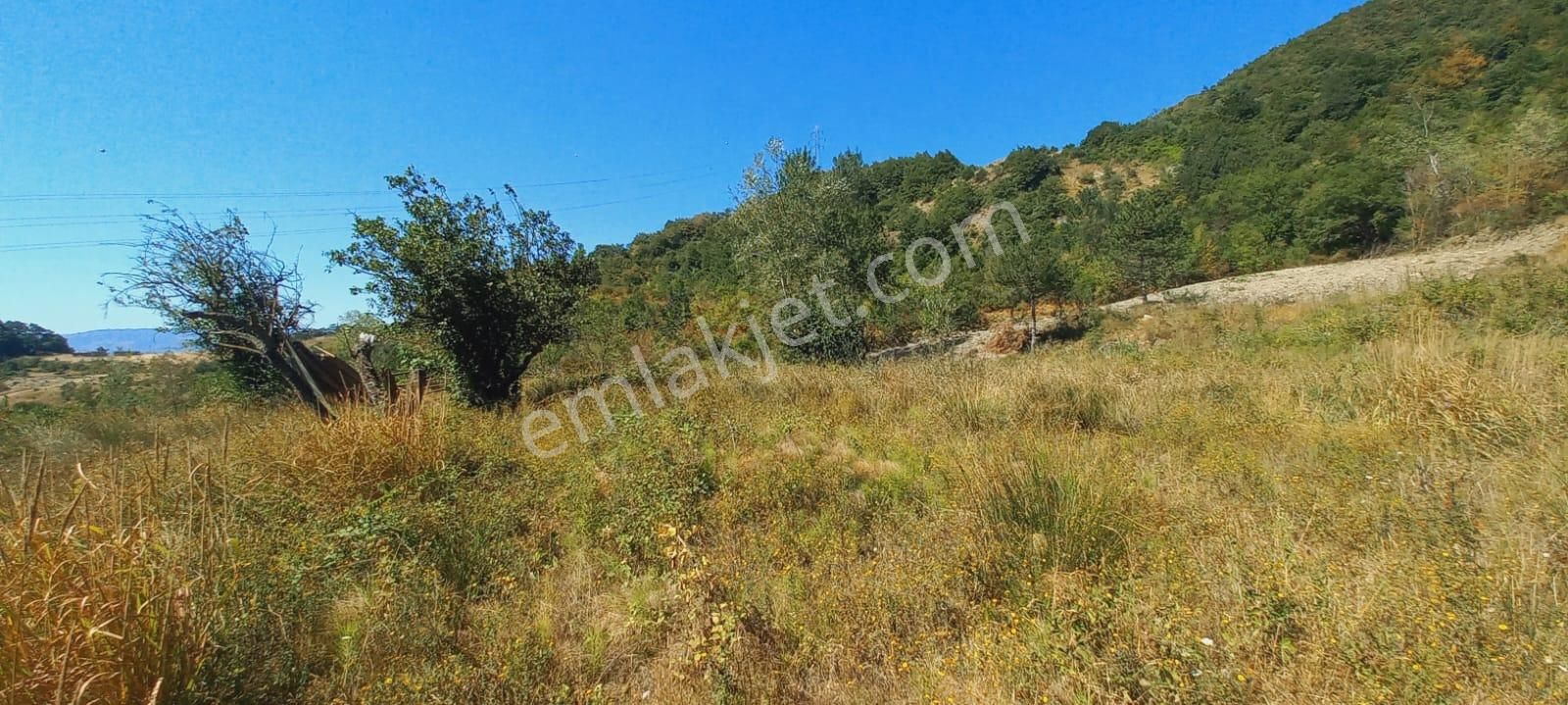 Remax Mavi Erol Çekcan Dan Geyve Bağlarbaşında Satılık Arazi. - Görsel 3