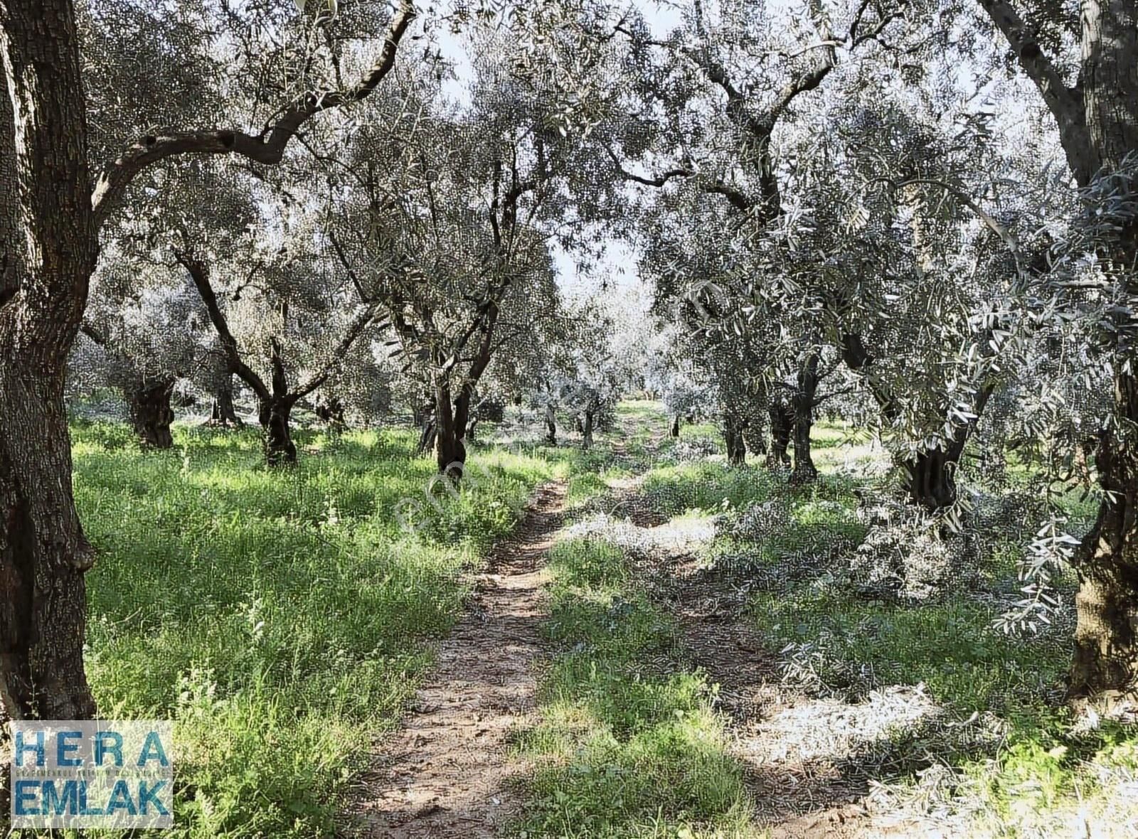 Kelepir 2 Dönüm Bahçe Göl Manzaralı, İznik Gölü 250 Metre Mesafe