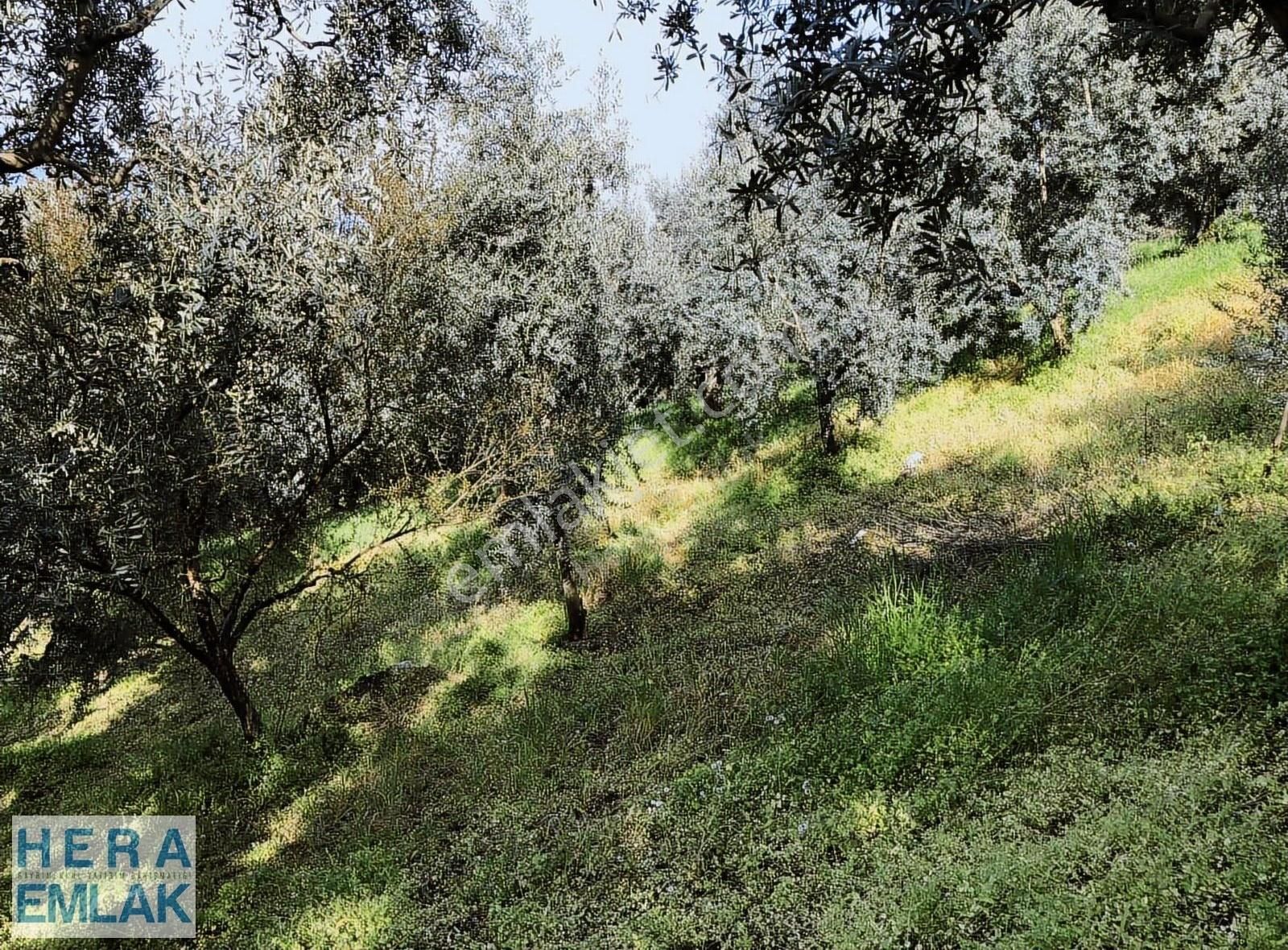 Kelepir 2 Dönüm Bahçe Göl Manzaralı, İznik Gölü 250 Metre Mesafe - Görsel 3