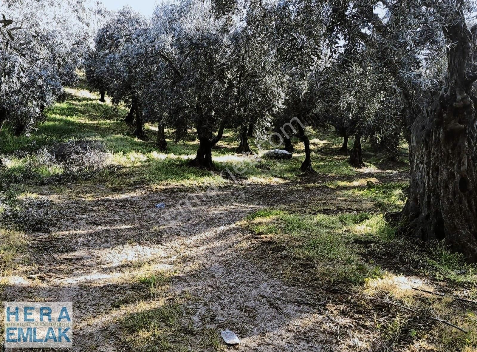 Kelepir 2 Dönüm Bahçe Göl Manzaralı, İznik Gölü 250 Metre Mesafe - Görsel 11