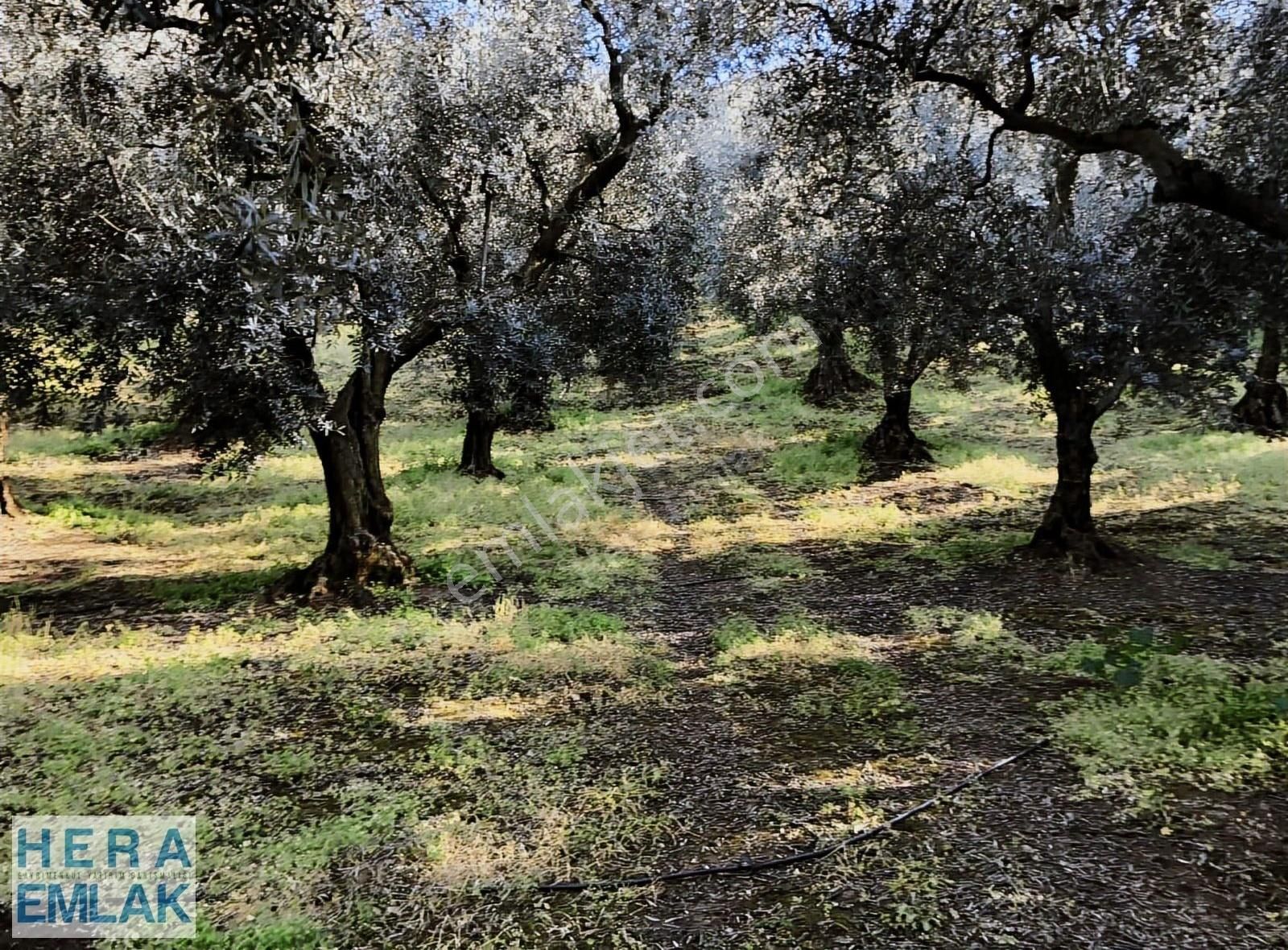 Kelepir 2 Dönüm Bahçe Göl Manzaralı, İznik Gölü 250 Metre Mesafe - Görsel 10
