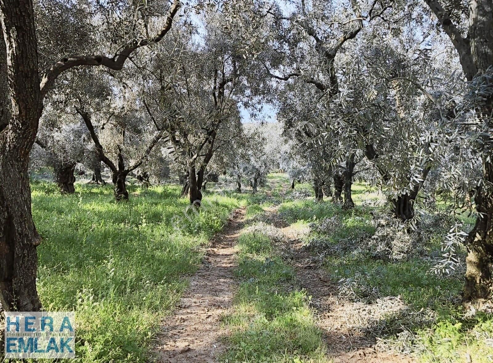 Kelepir 2 Dönüm Bahçe Göl Manzaralı, İznik Gölü 250 Metre Mesafe - Görsel 13
