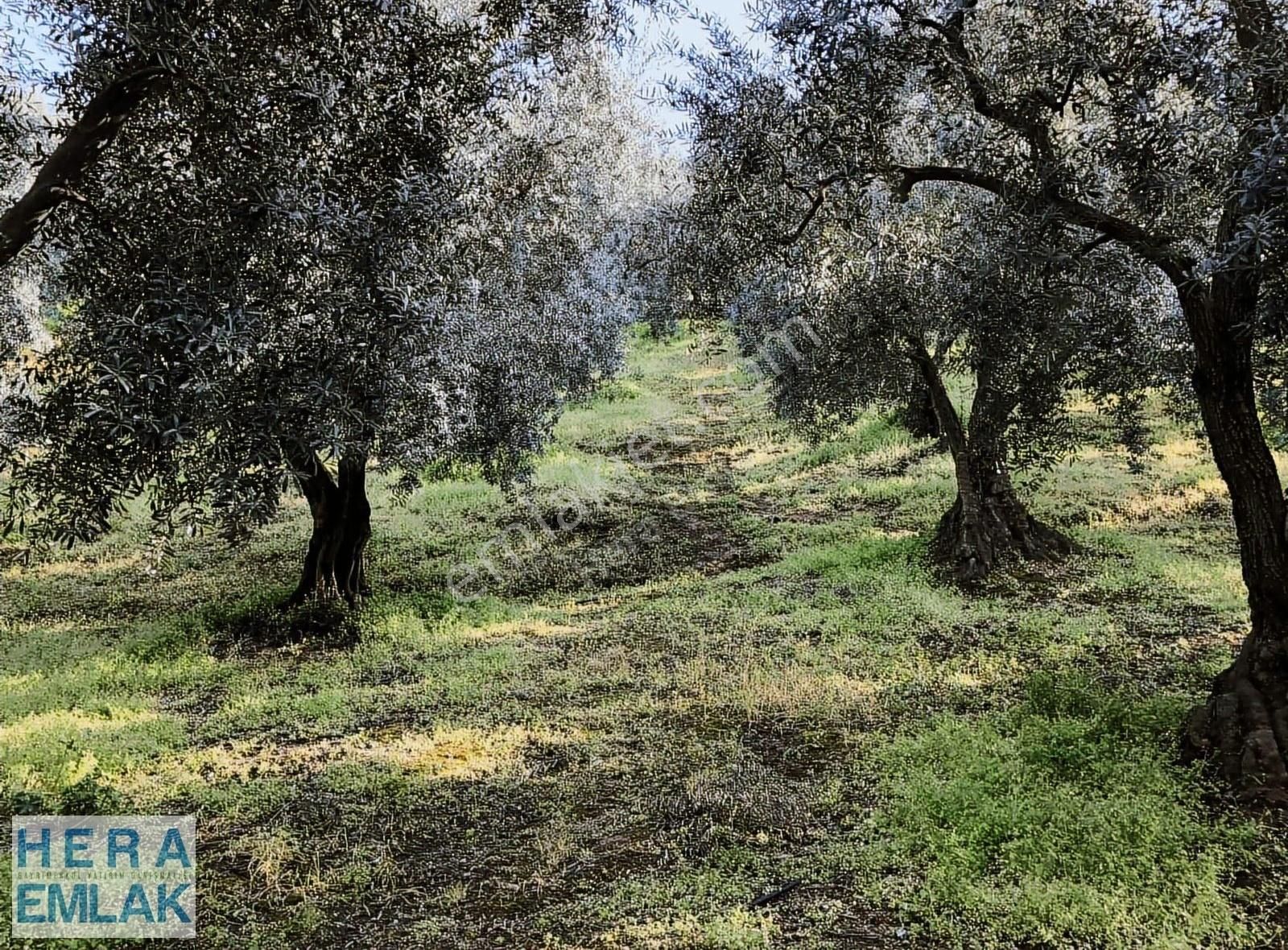 Kelepir 2 Dönüm Bahçe Göl Manzaralı, İznik Gölü 250 Metre Mesafe - Görsel 15