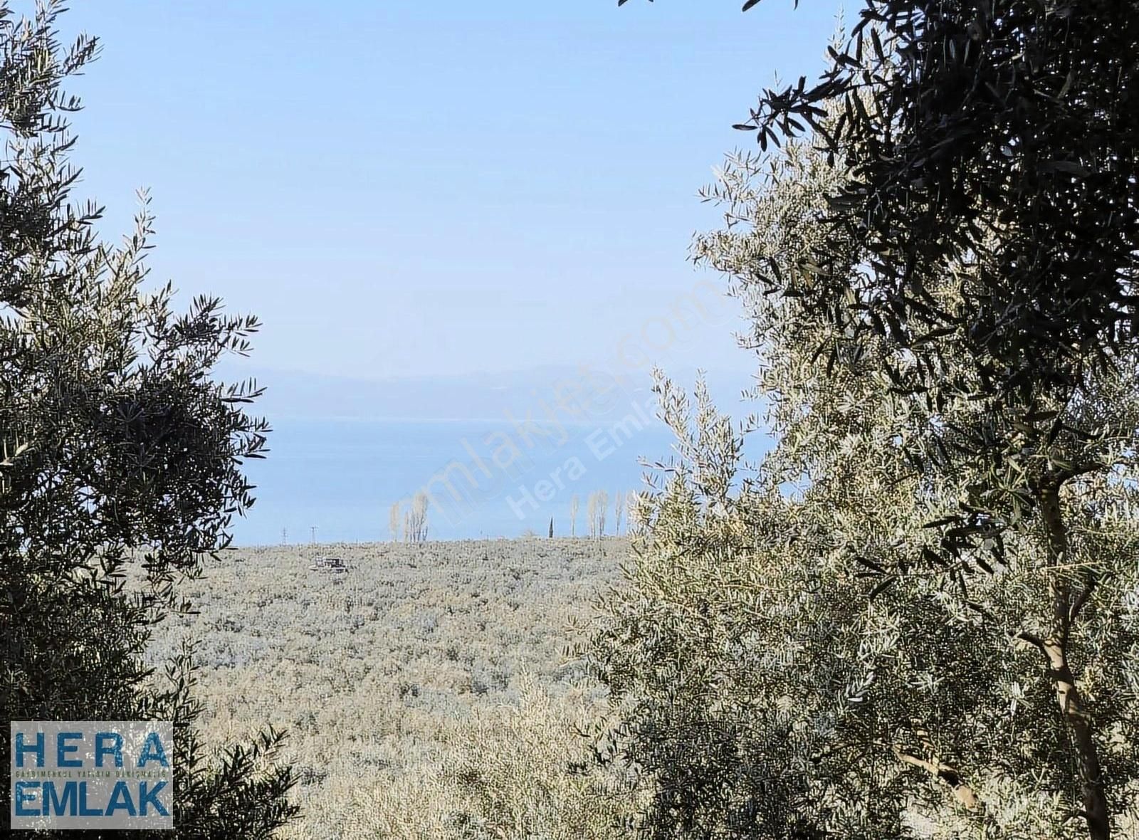 Kelepir 2 Dönüm Bahçe Göl Manzaralı, İznik Gölü 250 Metre Mesafe - Görsel 22