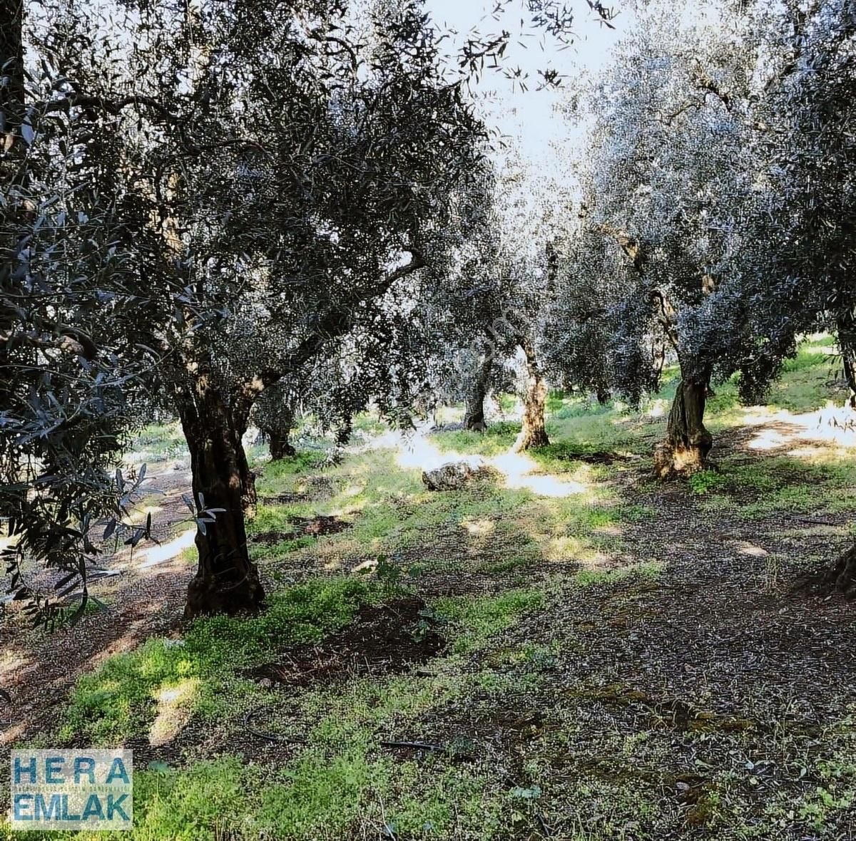 Kelepir 2 Dönüm Bahçe Göl Manzaralı, İznik Gölü 250 Metre Mesafe - Görsel 20