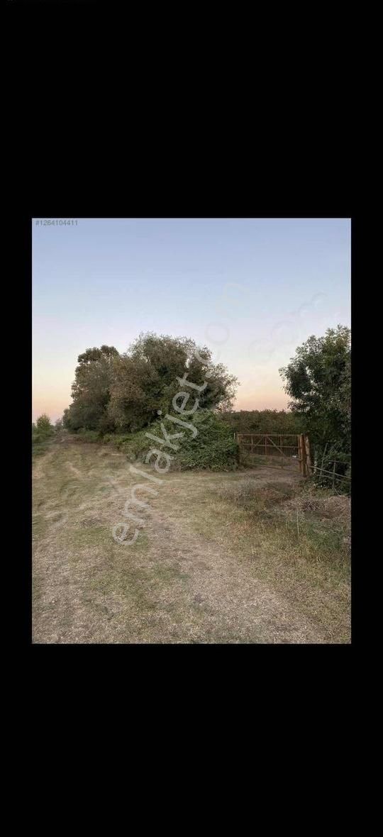 Sevgi Emlaktan Demirli Mahalesinde Satılık Fındıklık Bahçesi - Görsel 5