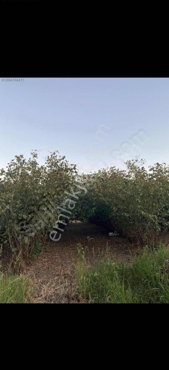 Sevgi Emlaktan Demirli Mahalesinde Satılık Fındıklık Bahçesi - Görsel 2