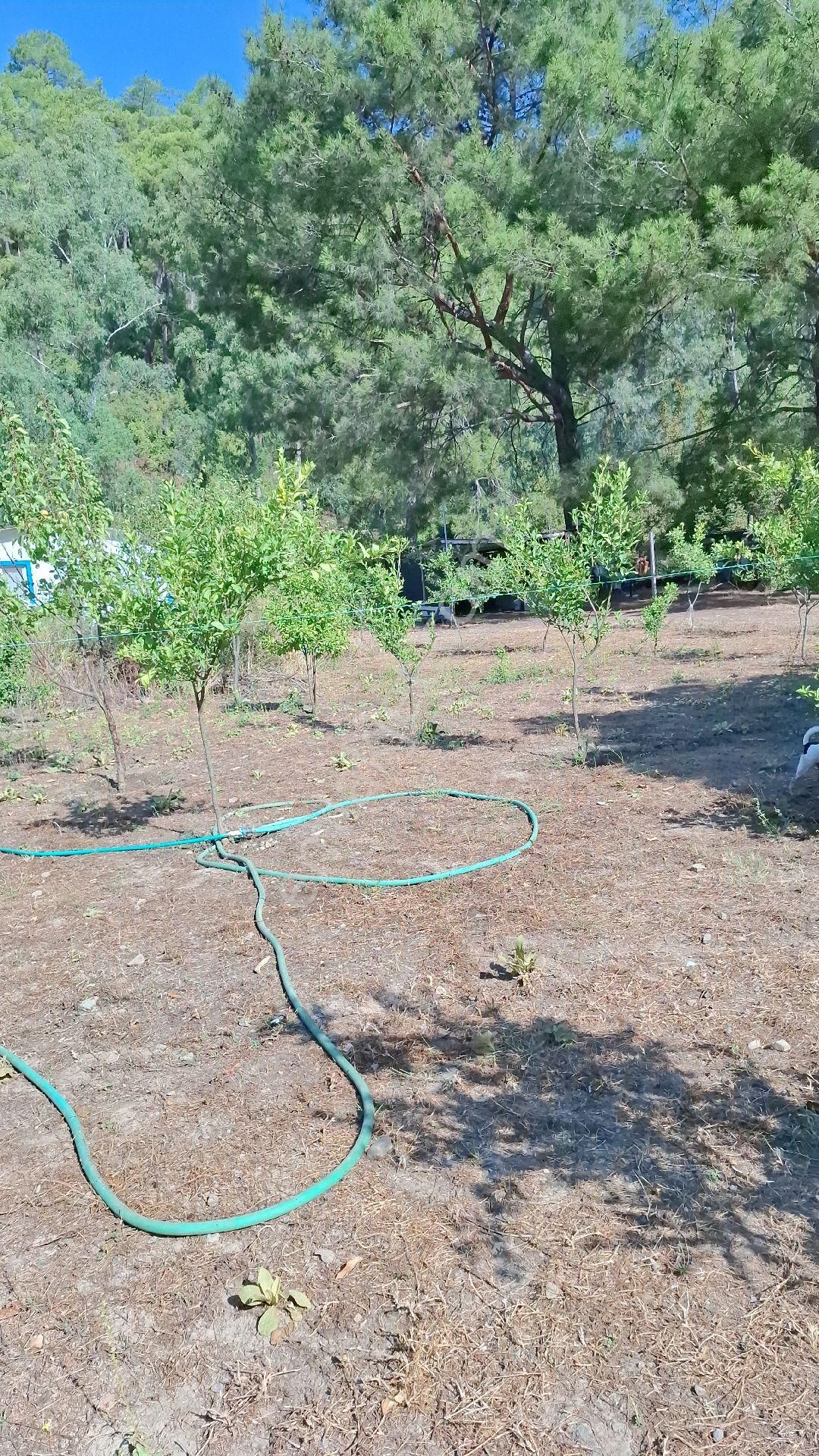 Marmaris Çamlı,da 2.500m2 Müstakil Bahçeli Konut - Görsel 18
