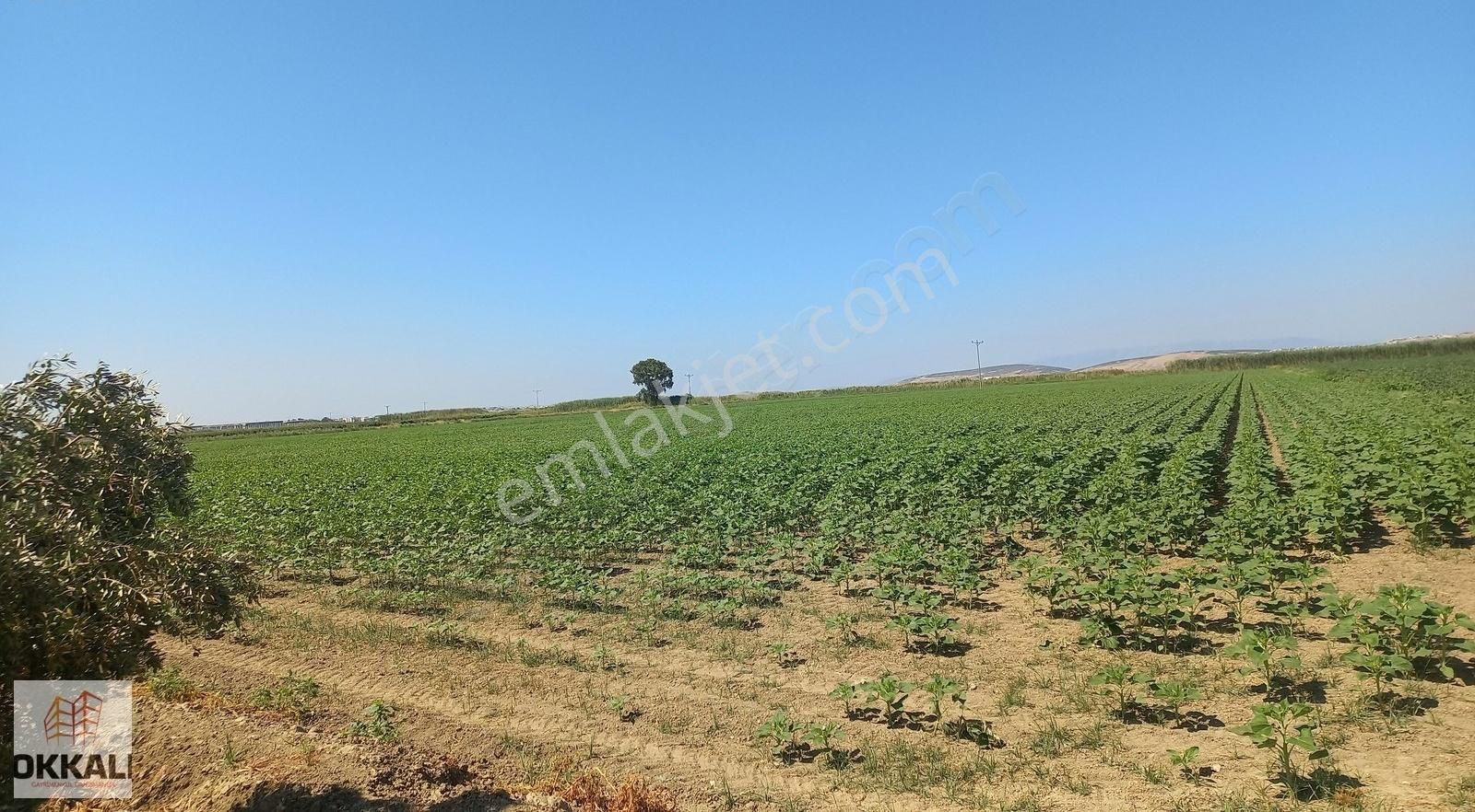 Okkalı Emlak Tan Menemen Kesik Te Satılık Tarla - Görsel 9
