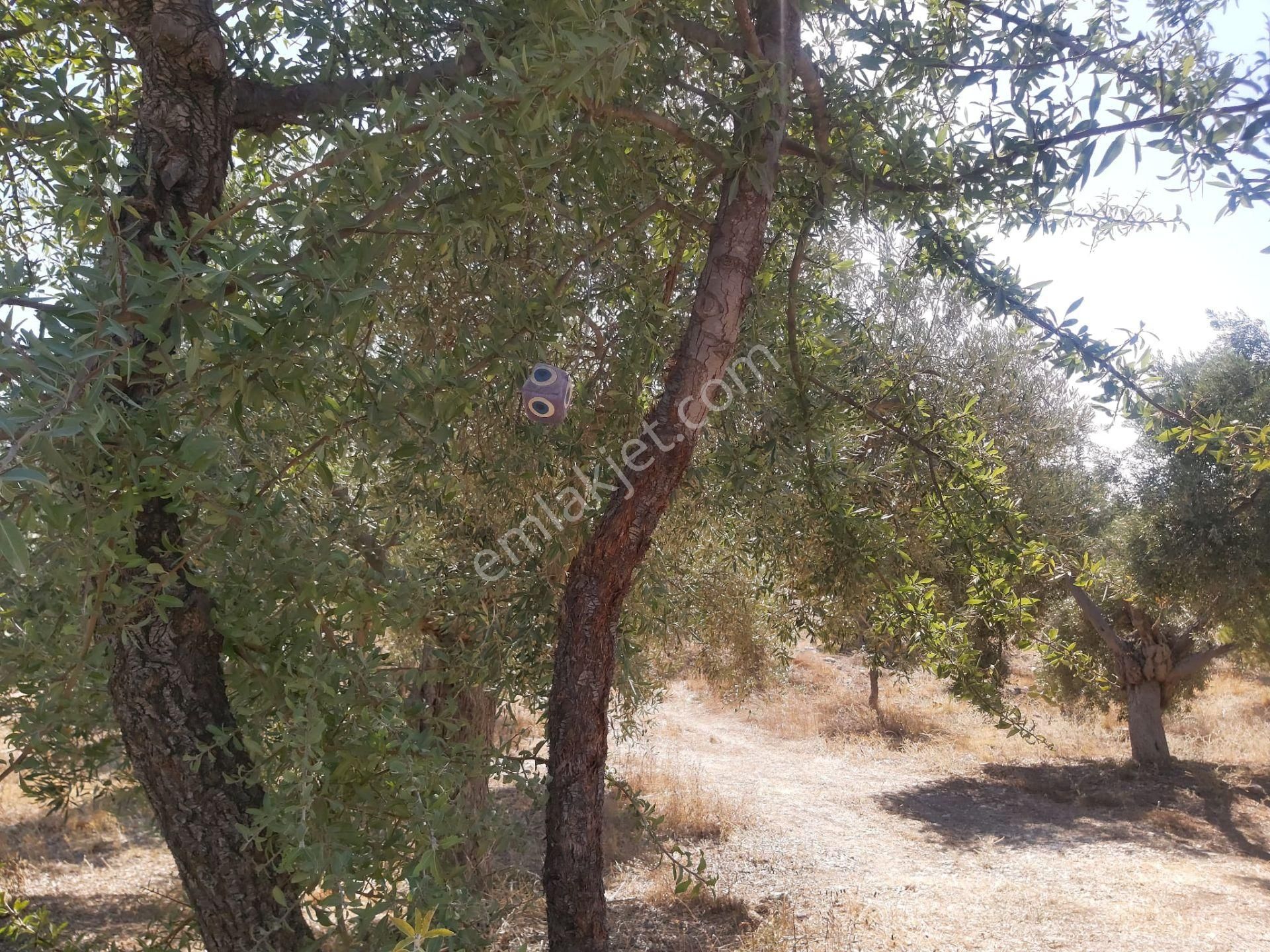 Aydın Didim Fevzipaşa'da İmar Bölgesine Yakın Yol Üstü Satılık Zeytinlik - Görsel 22