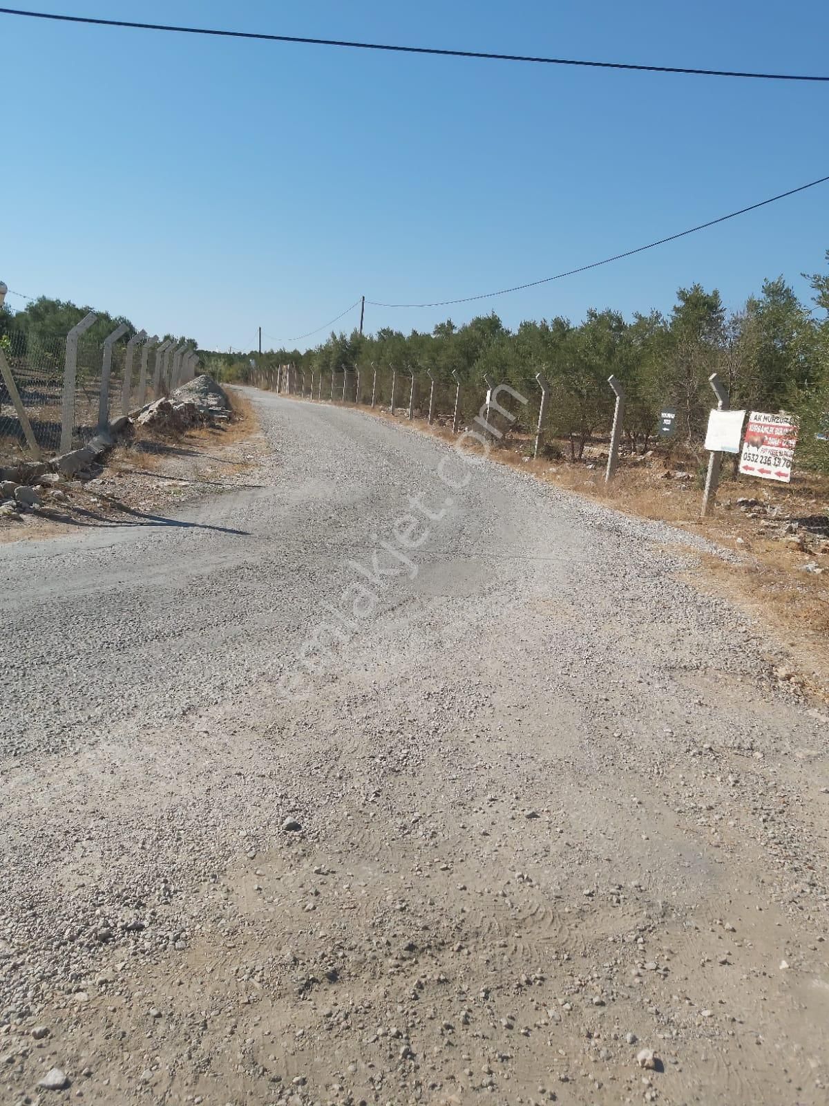 Aydın Didim Fevzipaşa'da İmar Bölgesine Yakın Yol Üstü Satılık Zeytinlik - Görsel 33
