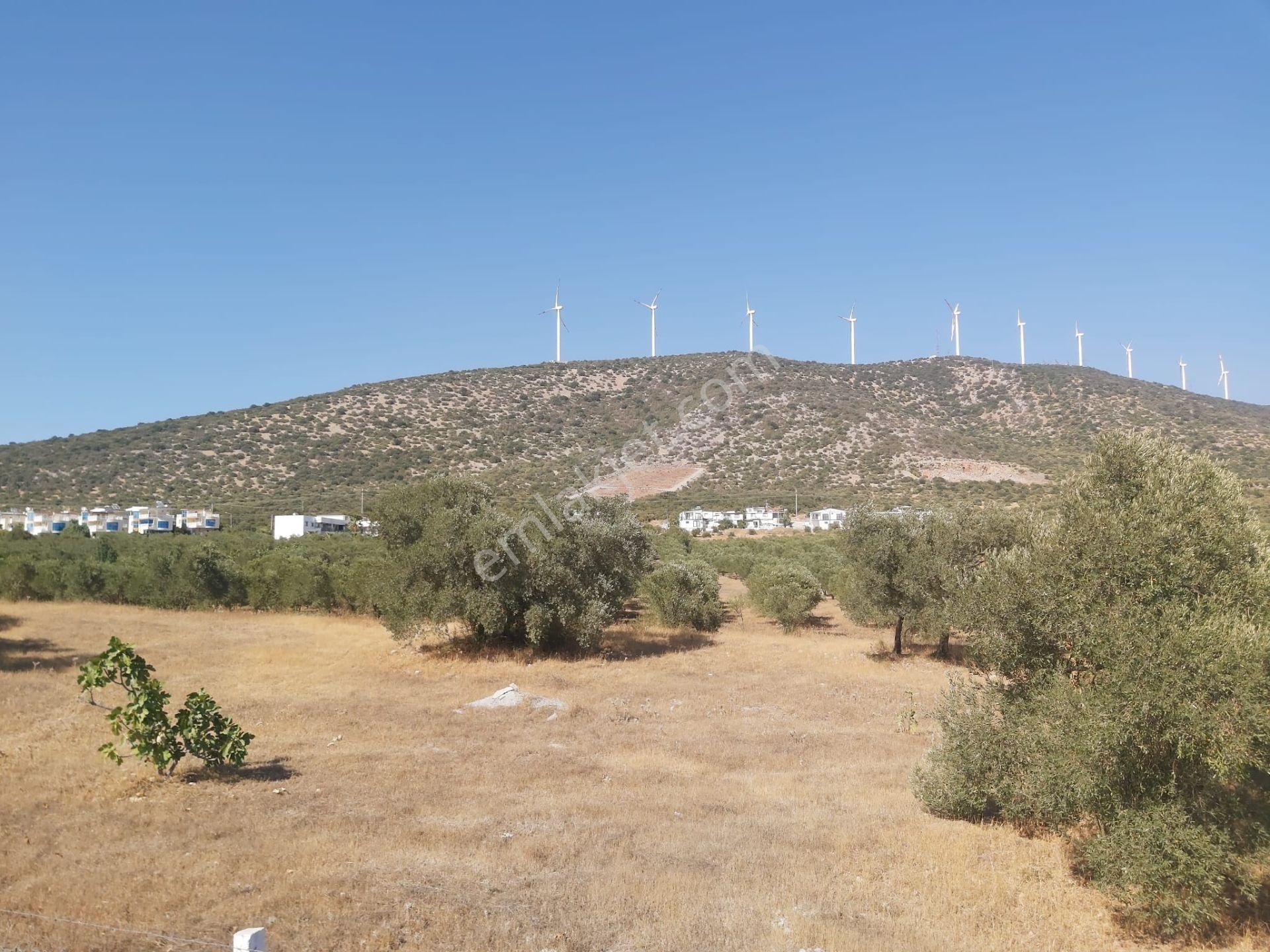 Aydın Didim Fevzipaşa'da İmar Bölgesine Yakın Yol Üstü Satılık Zeytinlik - Görsel 29