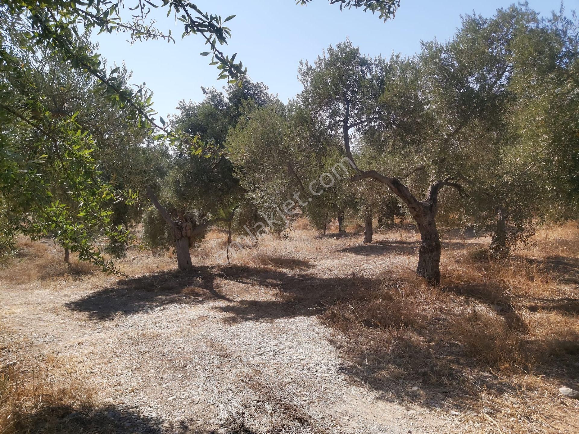Aydın Didim Fevzipaşa'da İmar Bölgesine Yakın Yol Üstü Satılık Zeytinlik - Görsel 20