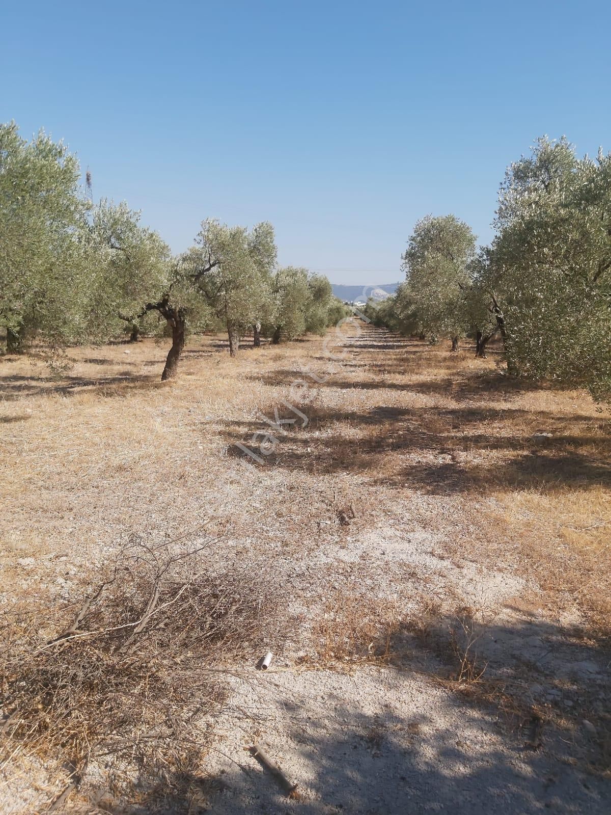 Aydın Didim Fevzipaşa'da İmar Bölgesine Yakın Yol Üstü Satılık Zeytinlik - Görsel 27