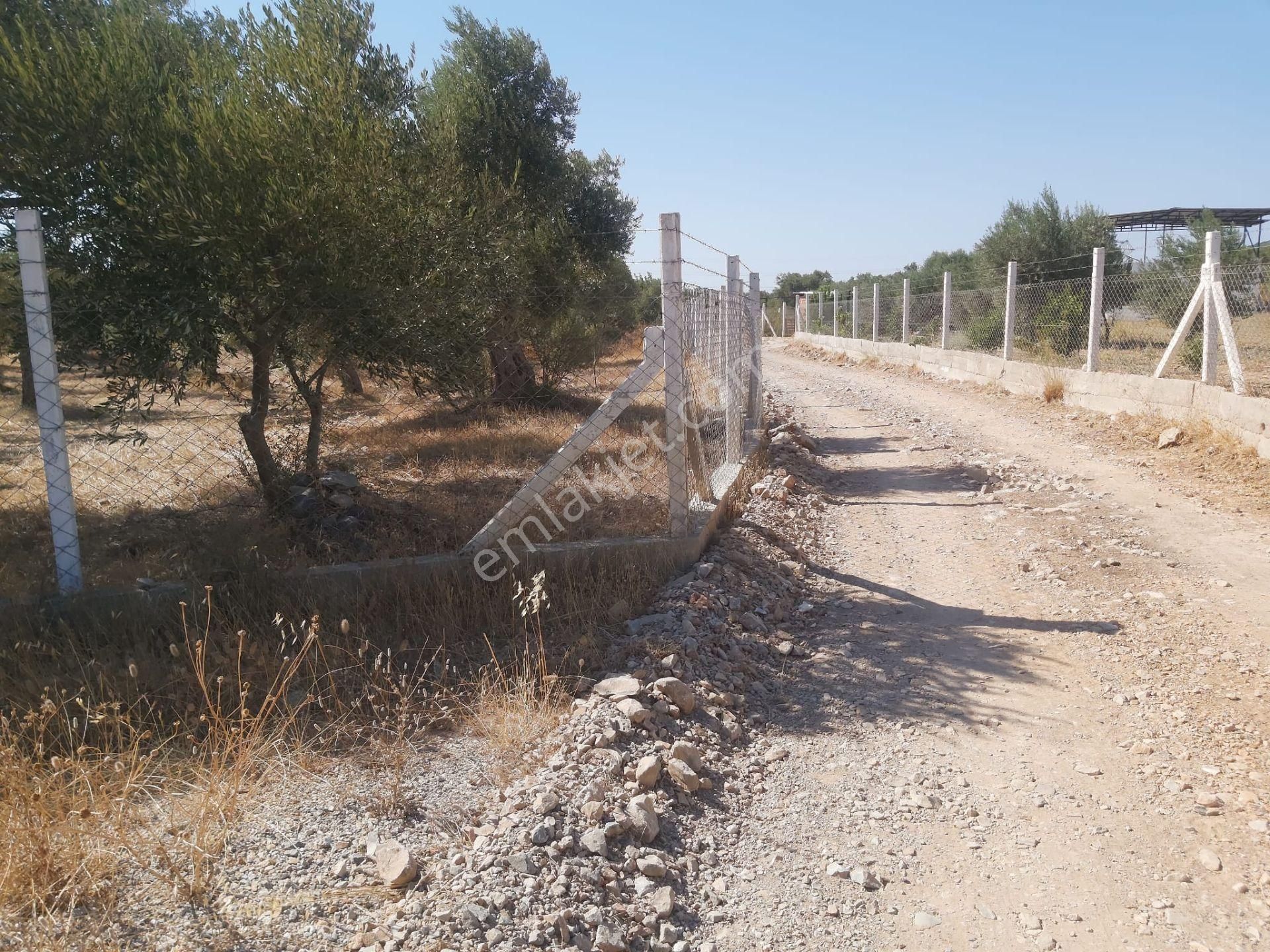 Aydın Didim Fevzipaşa'da İmar Bölgesine Yakın Yol Üstü Satılık Zeytinlik - Görsel 18
