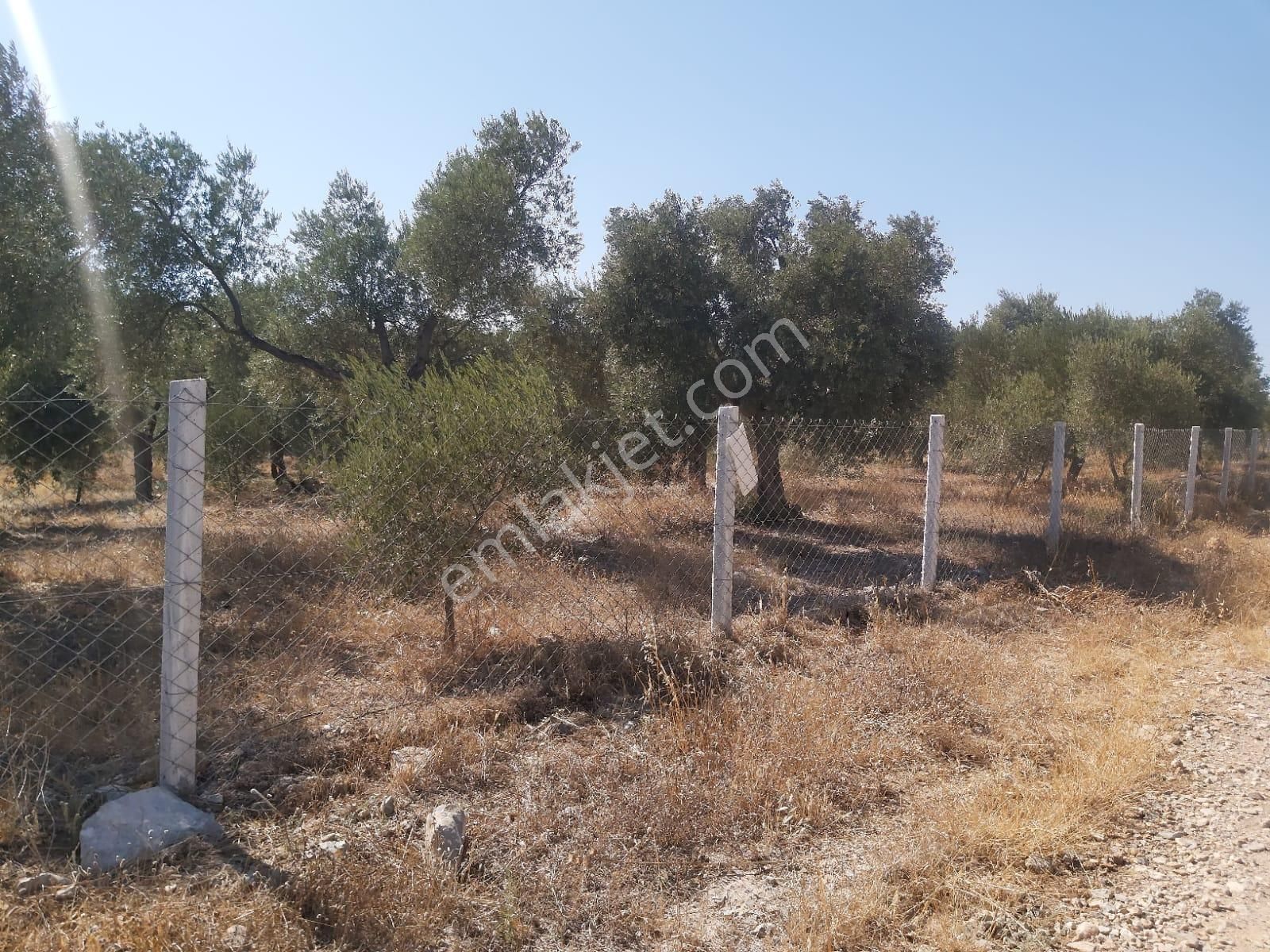 Aydın Didim Fevzipaşa'da İmar Bölgesine Yakın Yol Üstü Satılık Zeytinlik - Görsel 25