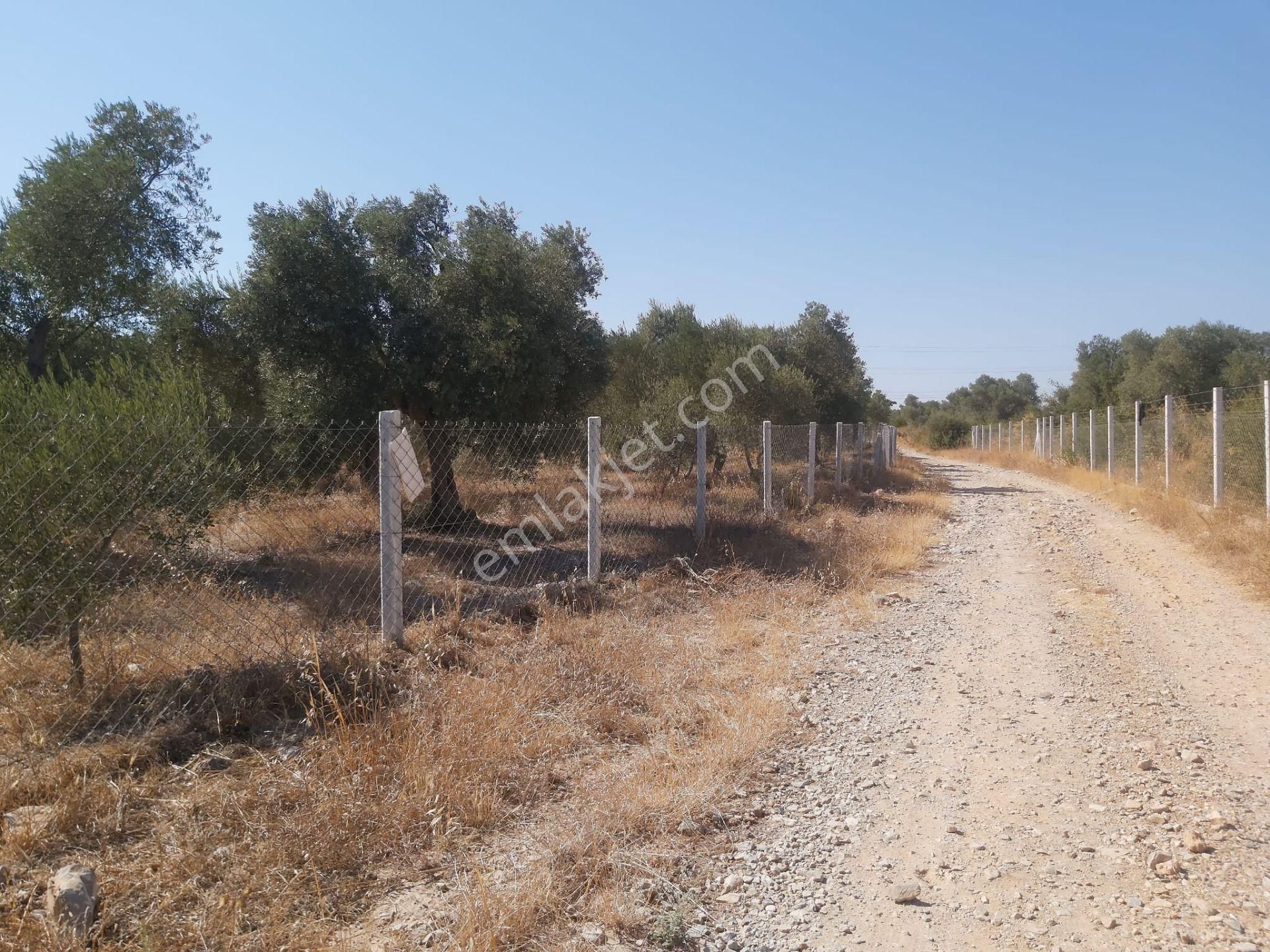 Aydın Didim Fevzipaşa'da İmar Bölgesine Yakın Yol Üstü Satılık Zeytinlik - Görsel 26