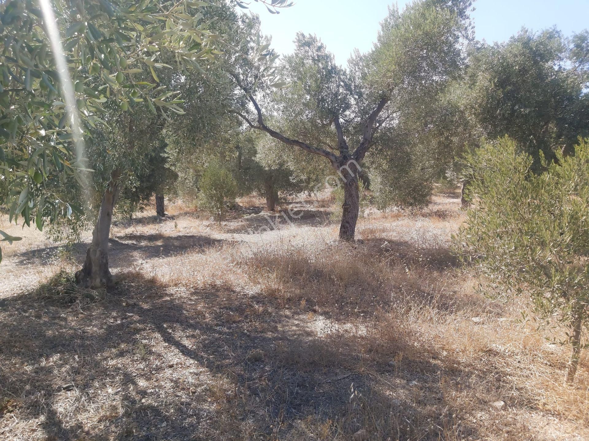 Aydın Didim Fevzipaşa'da İmar Bölgesine Yakın Yol Üstü Satılık Zeytinlik - Görsel 24