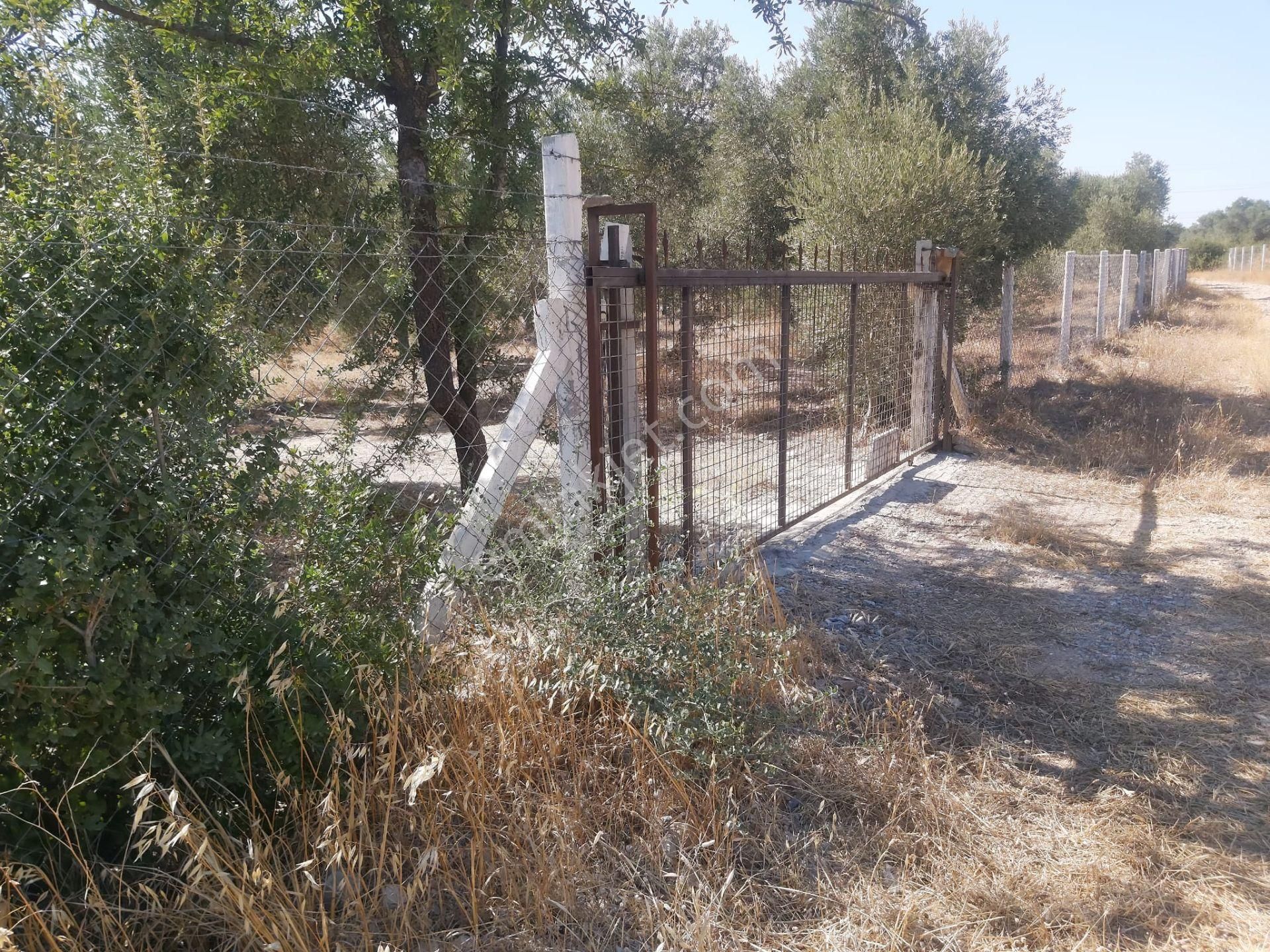 Aydın Didim Fevzipaşa'da İmar Bölgesine Yakın Yol Üstü Satılık Zeytinlik - Görsel 19