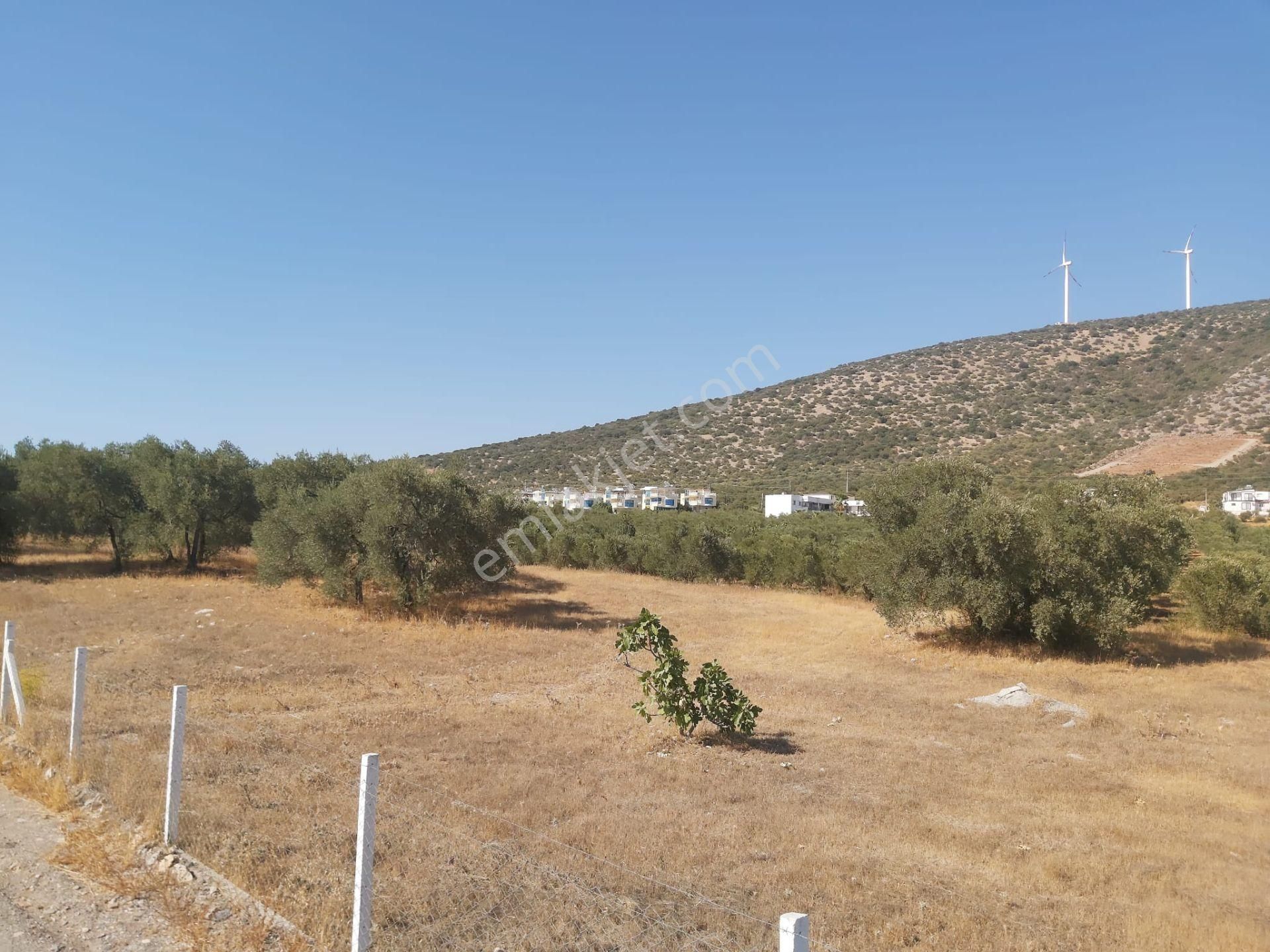 Aydın Didim Fevzipaşa'da İmar Bölgesine Yakın Yol Üstü Satılık Zeytinlik - Görsel 32